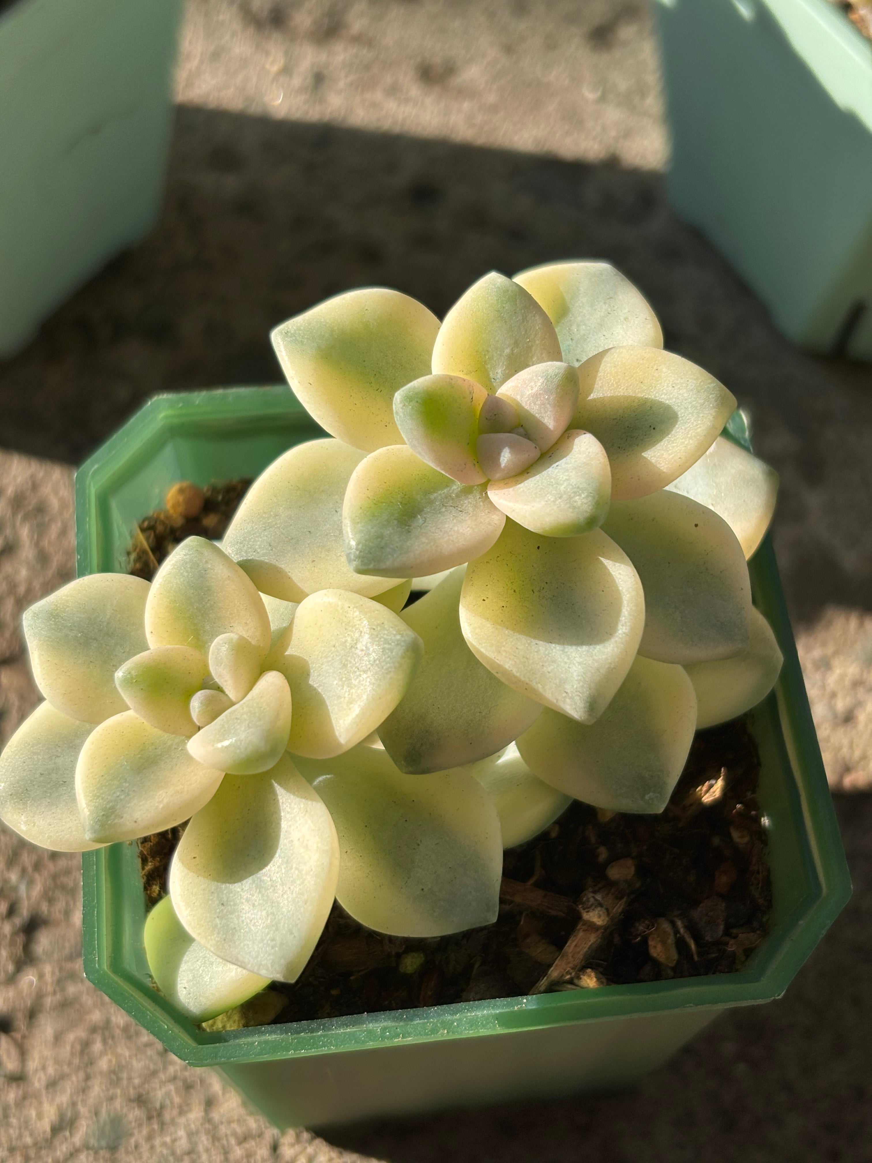 Grapto. paraguayense bernalense variegata