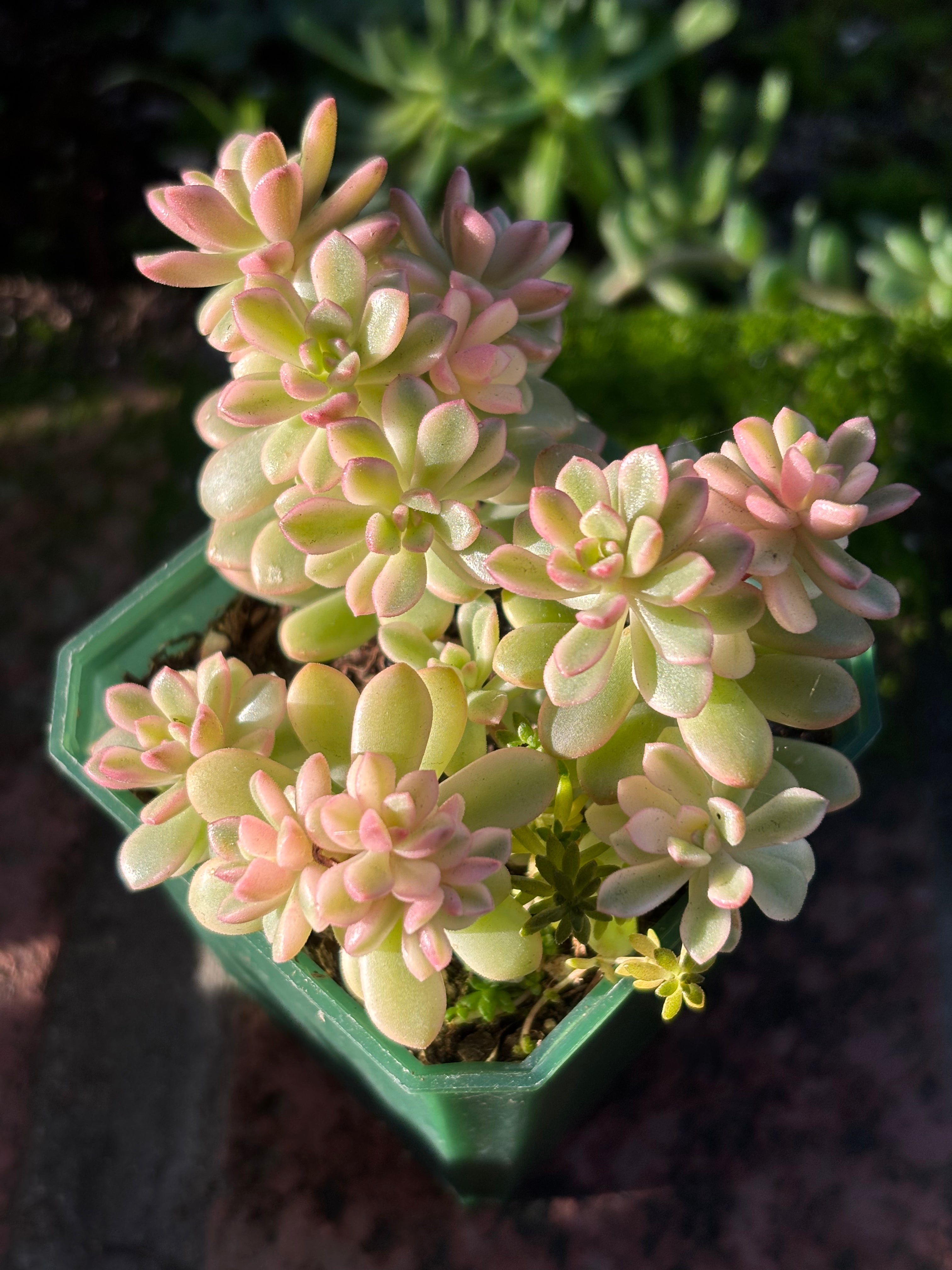 Sedum 'Joyce Tulloch' variegata
