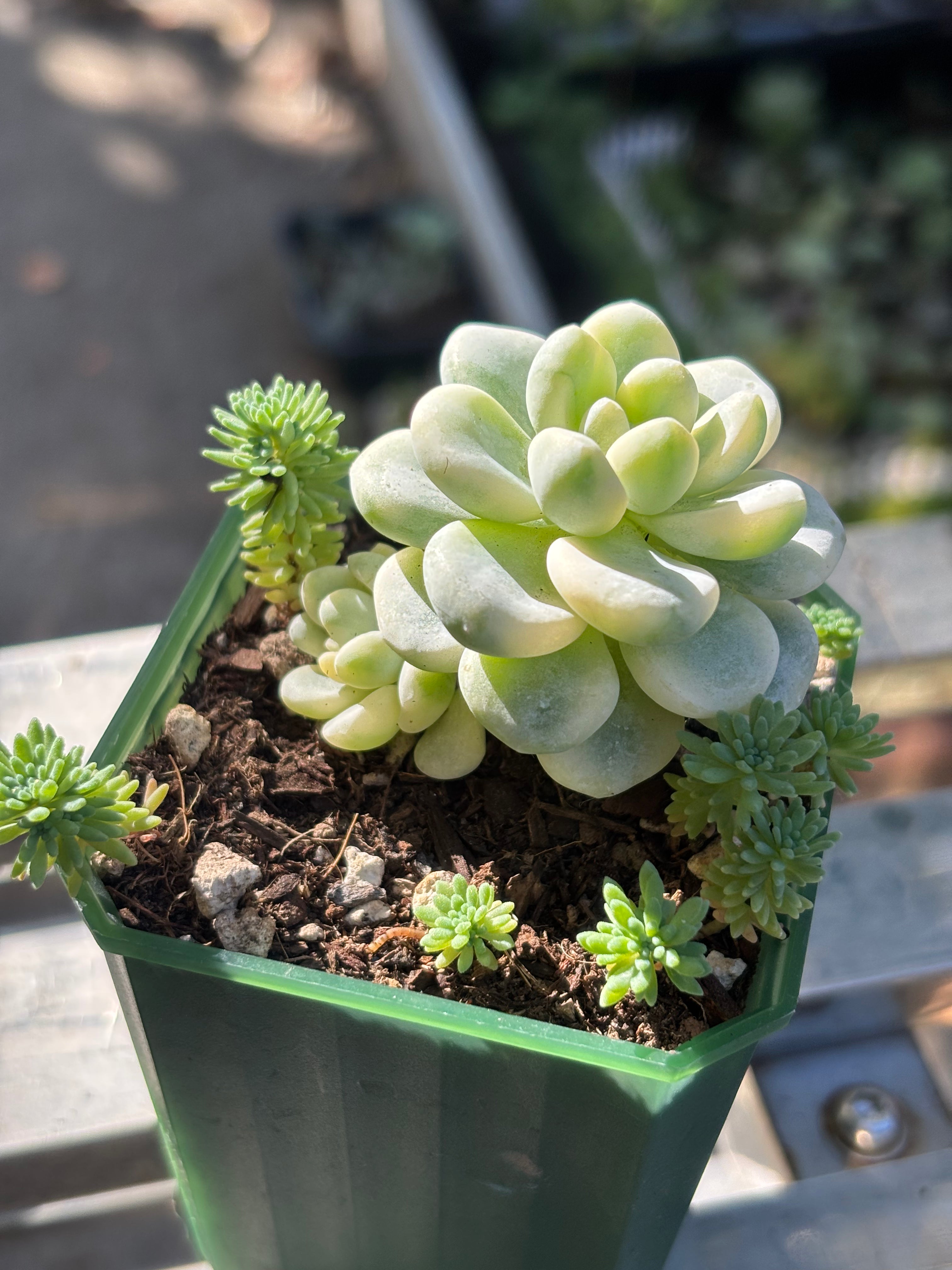 Sedum clavatum variegata