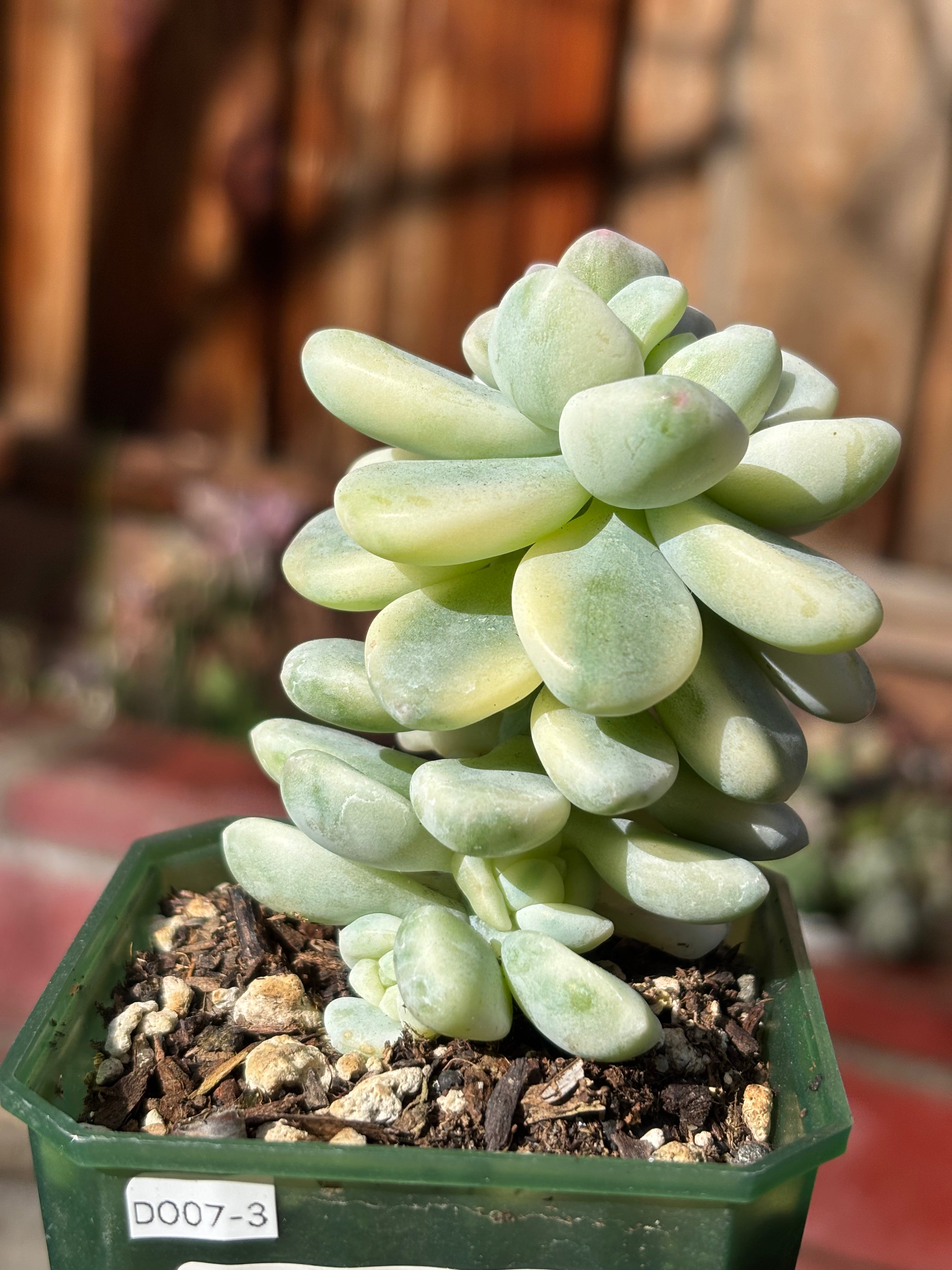 Sedum clavatum variegata