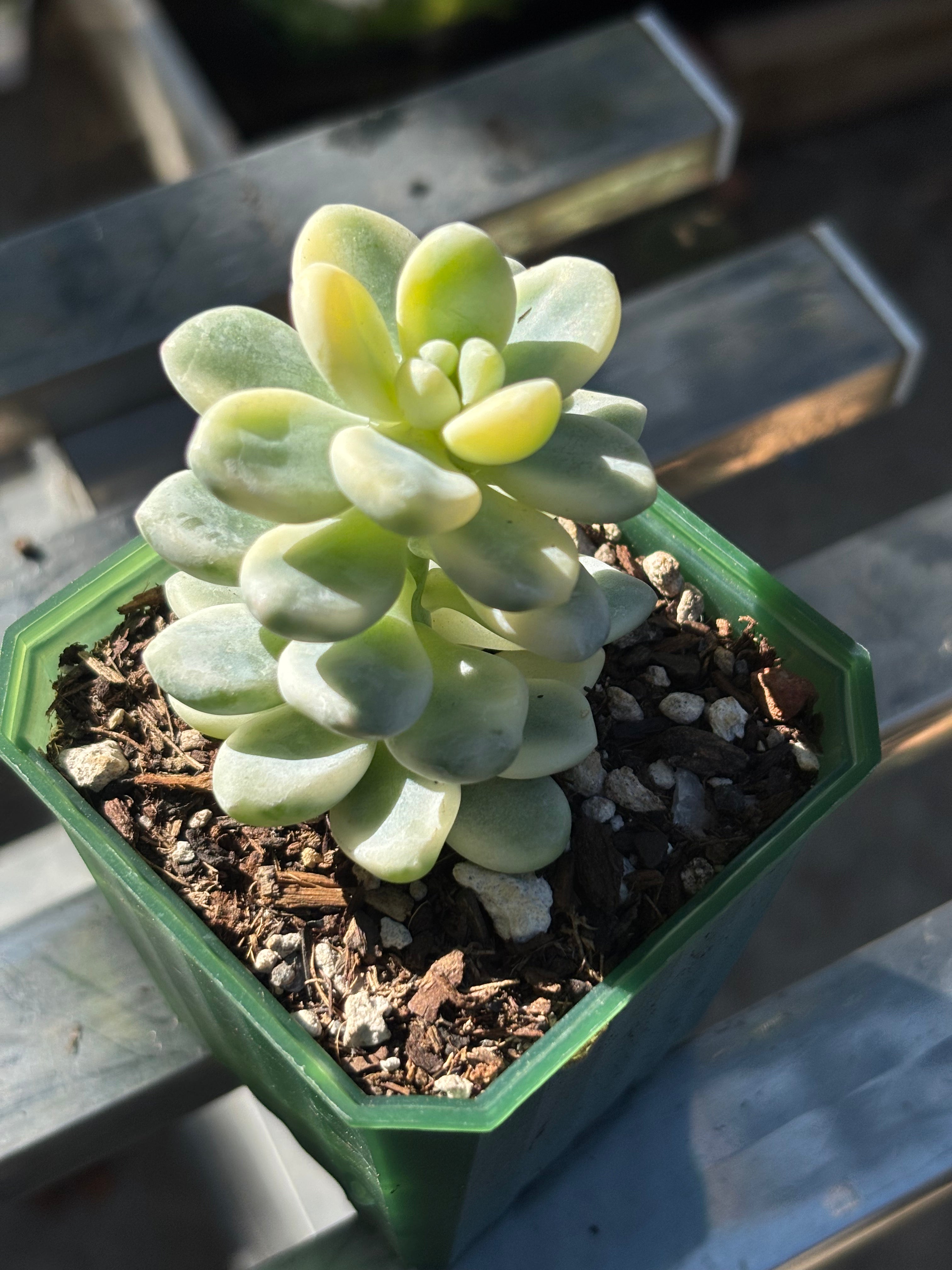 Sedum clavatum variegata
