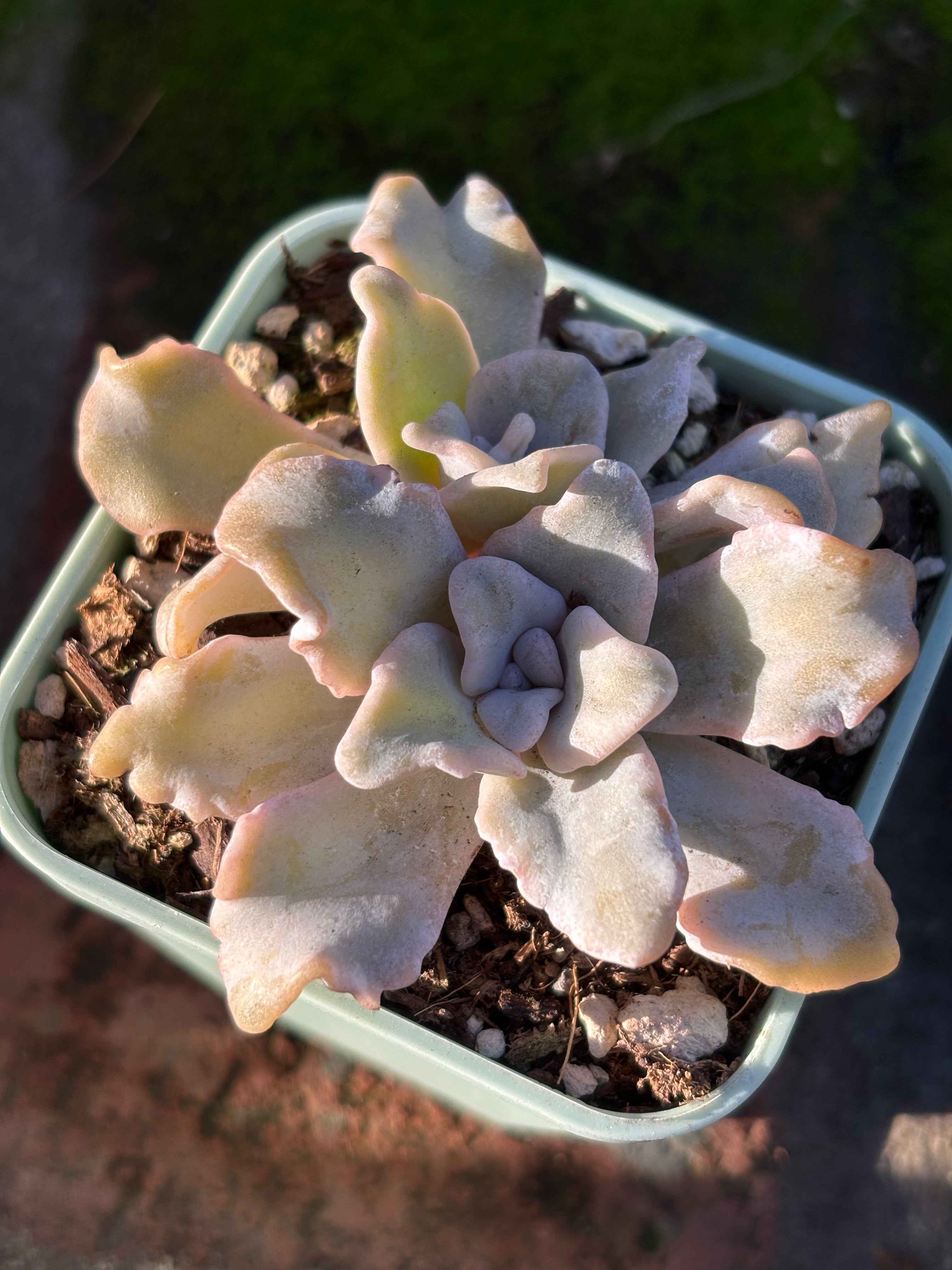 Echeveria 'Crispate Beauty'