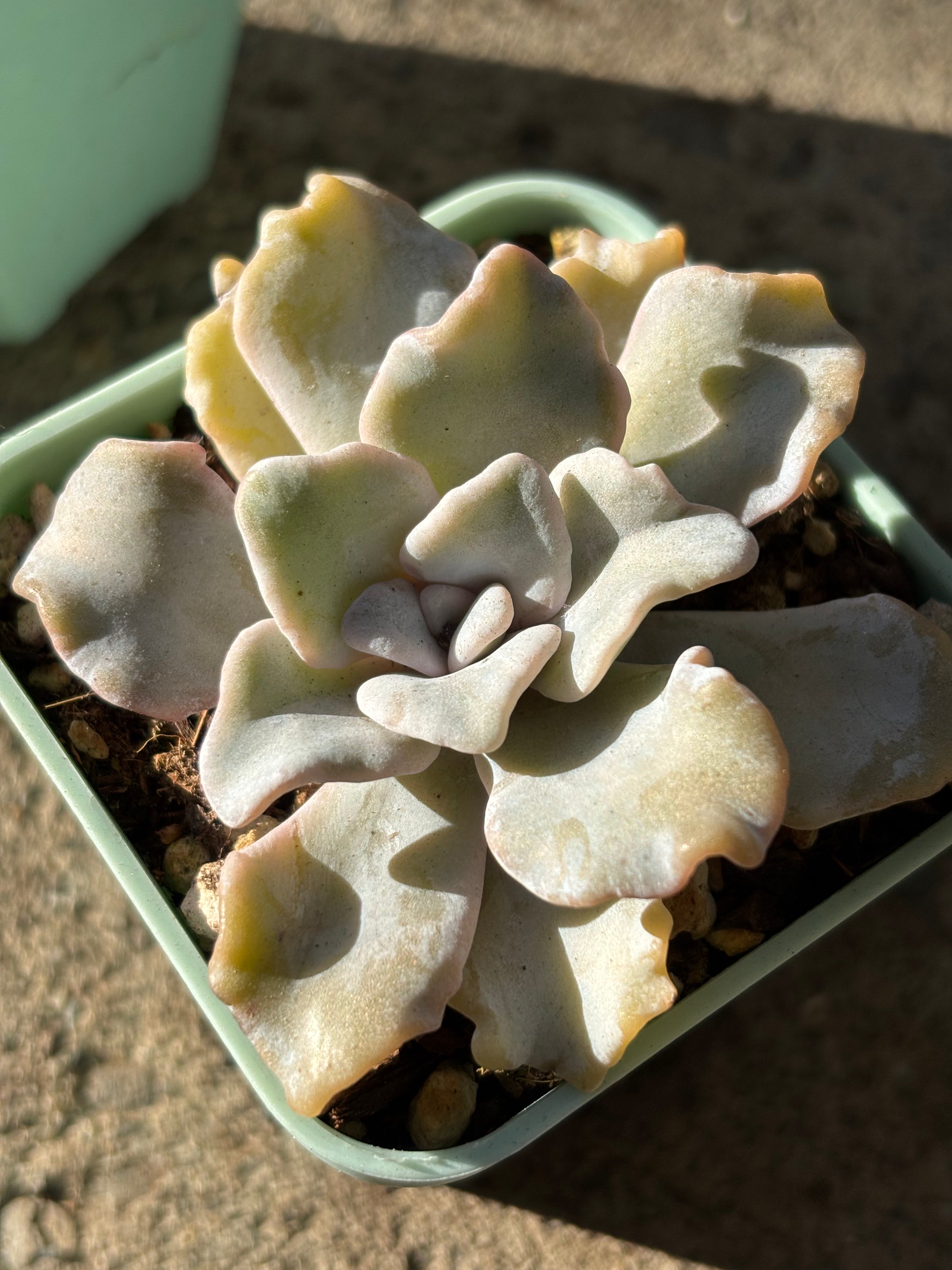 Echeveria 'Crispate Beauty'