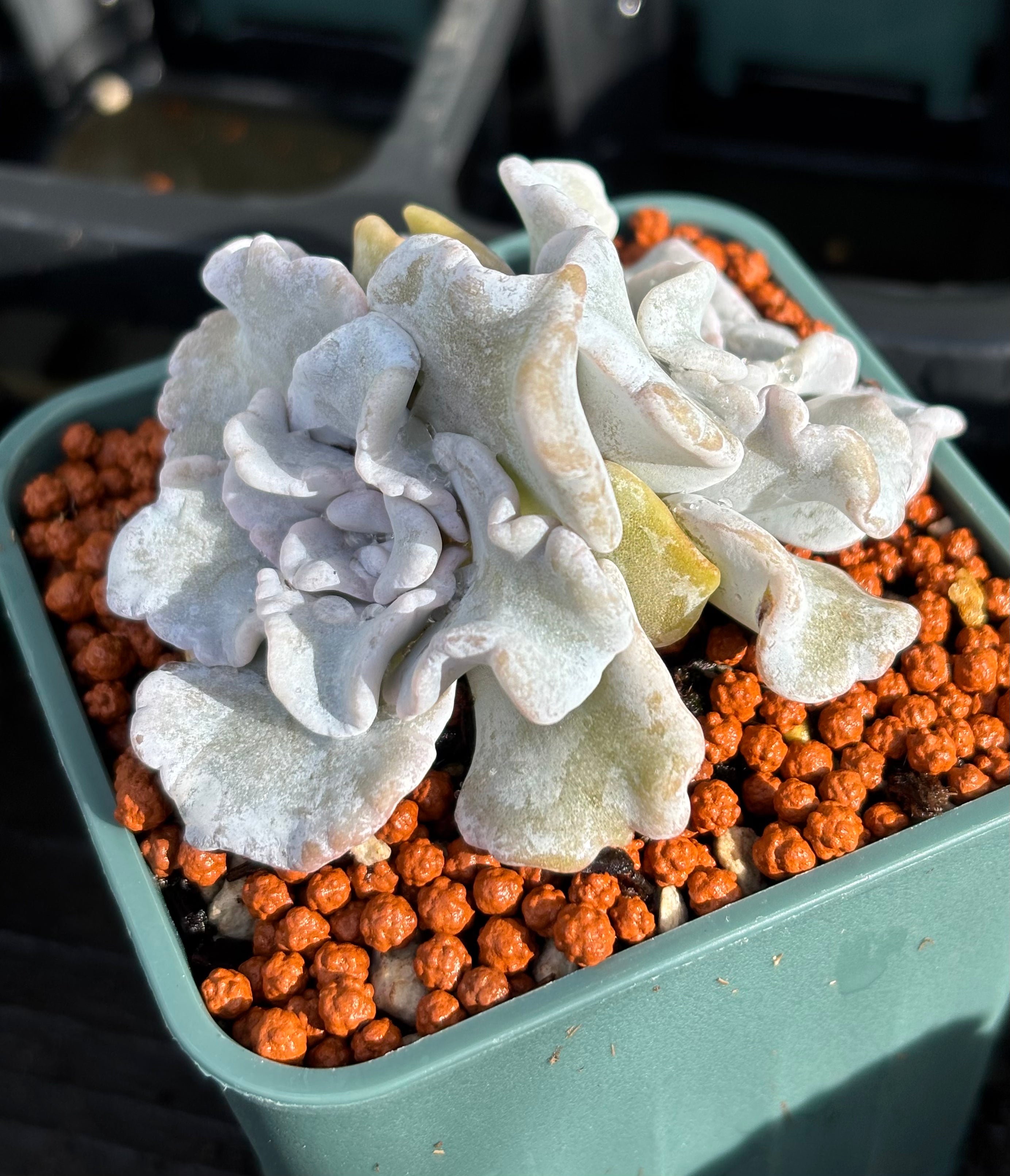 Echeveria 'Crispate Beauty'