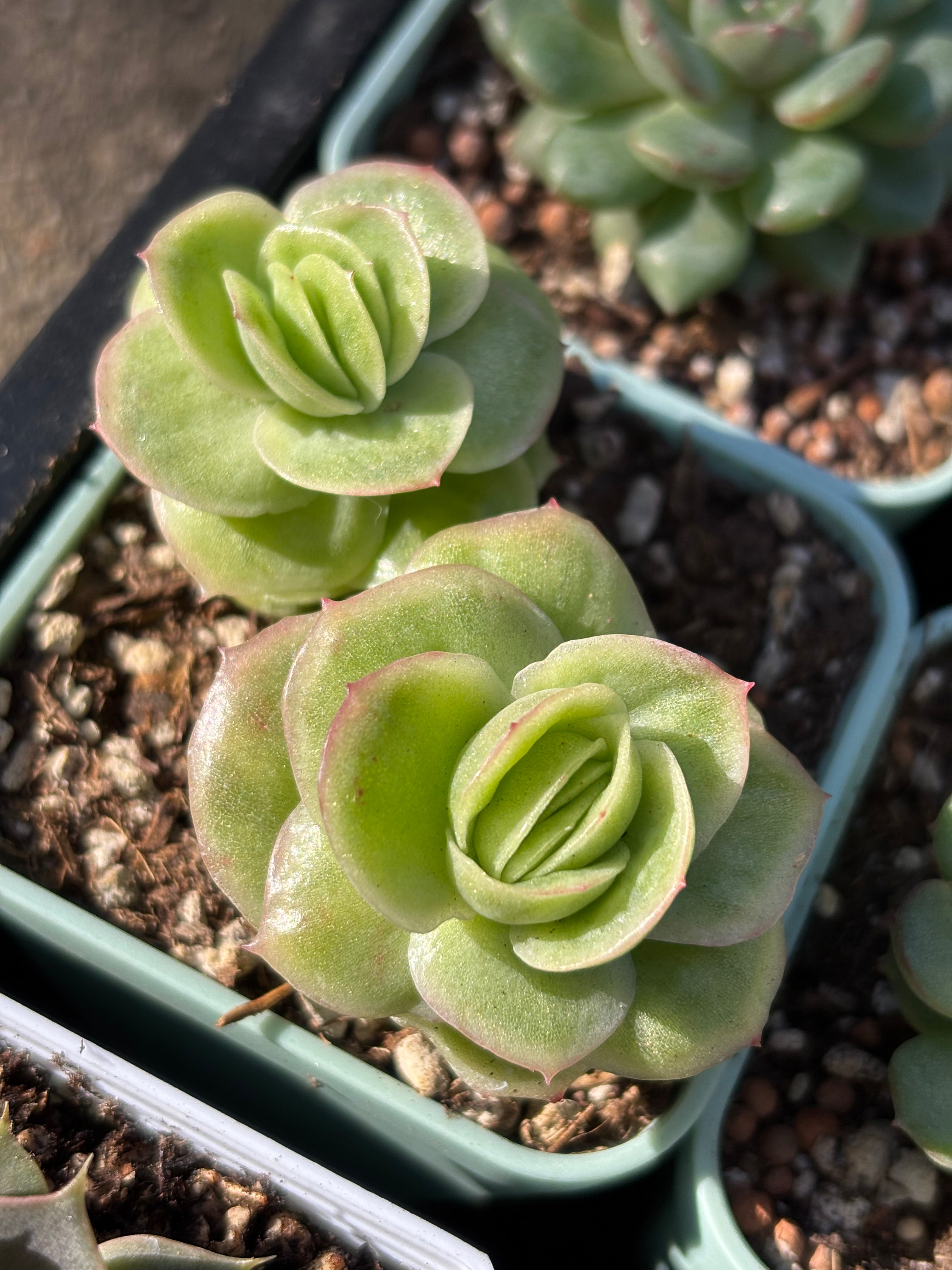 Echeveria 'Ice Rose' Variegated