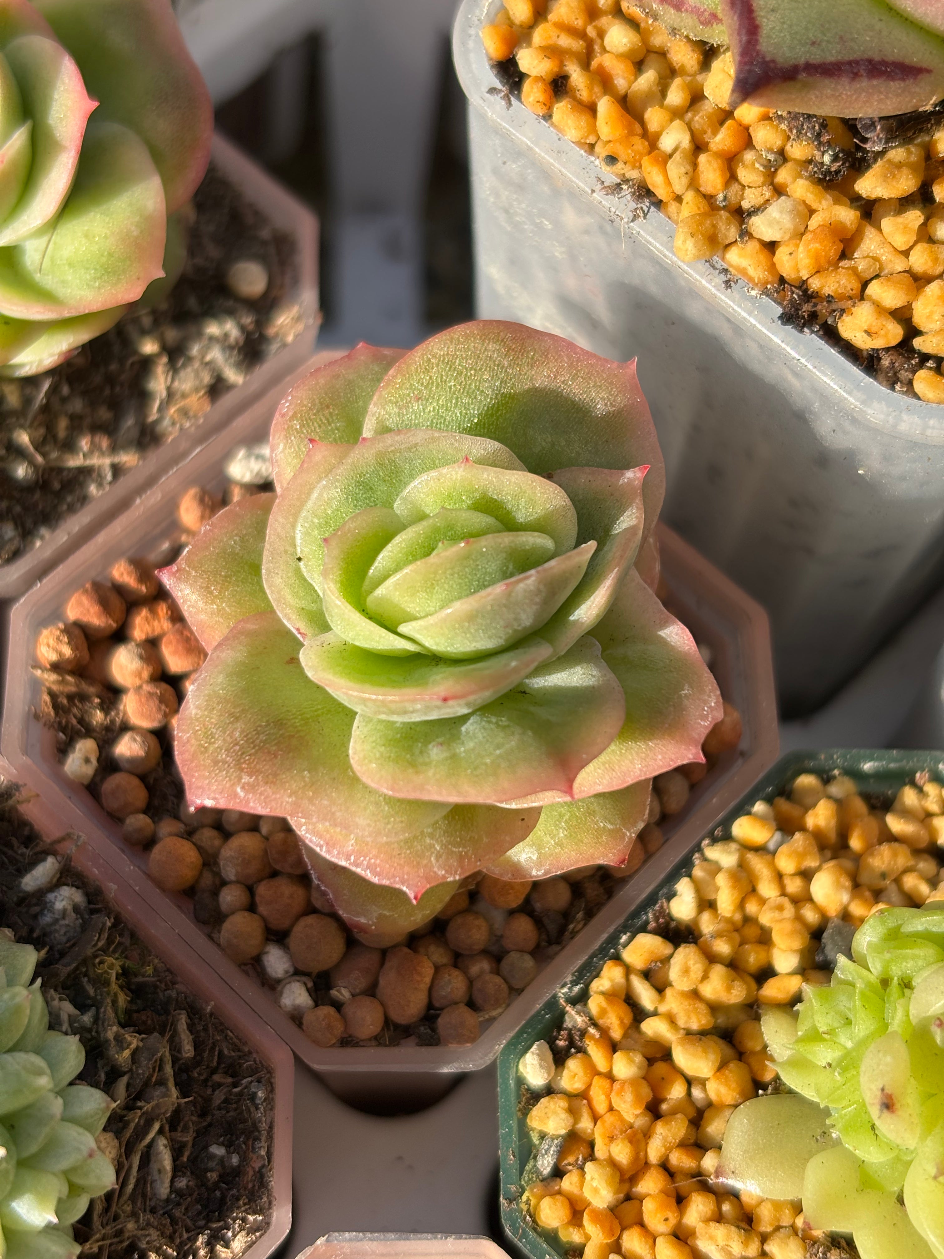 Echeveria 'Ice Rose' Variegated