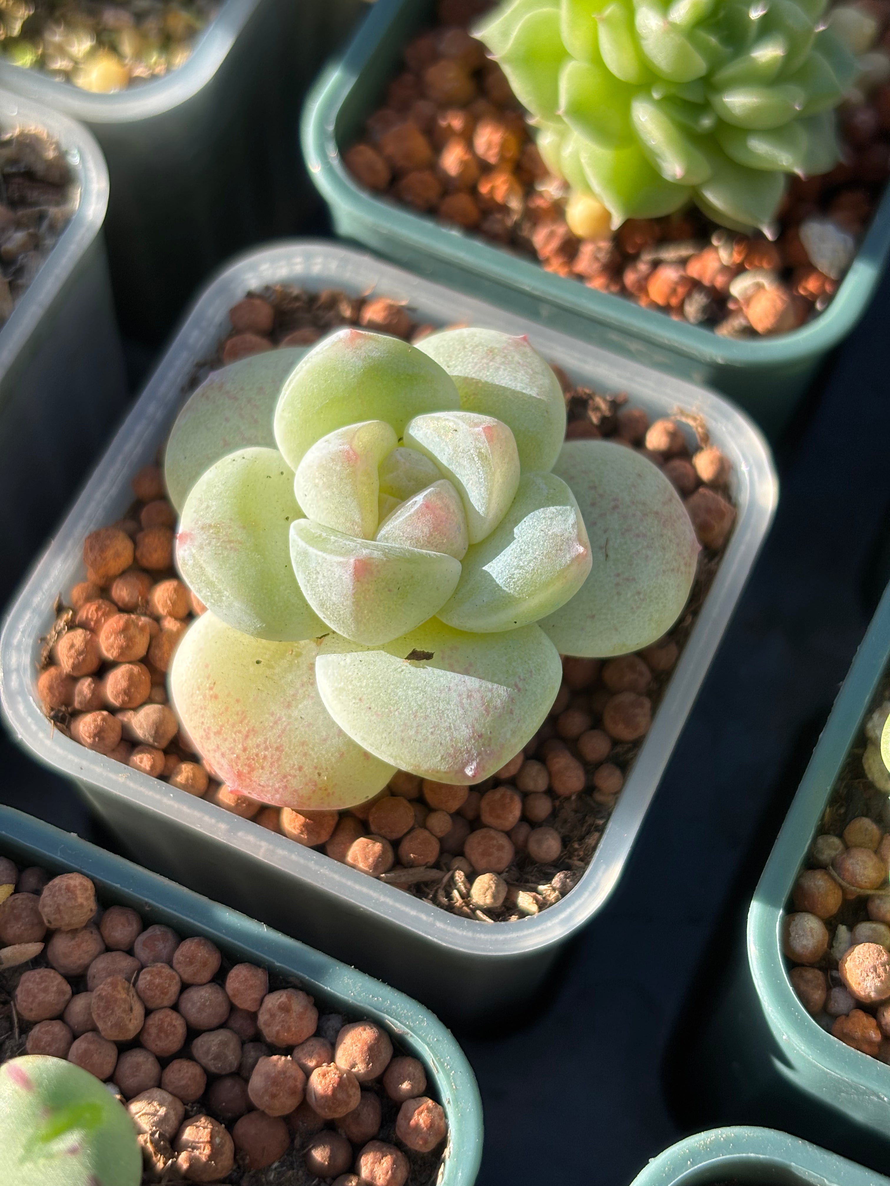 Echeveria 'Ice Green'