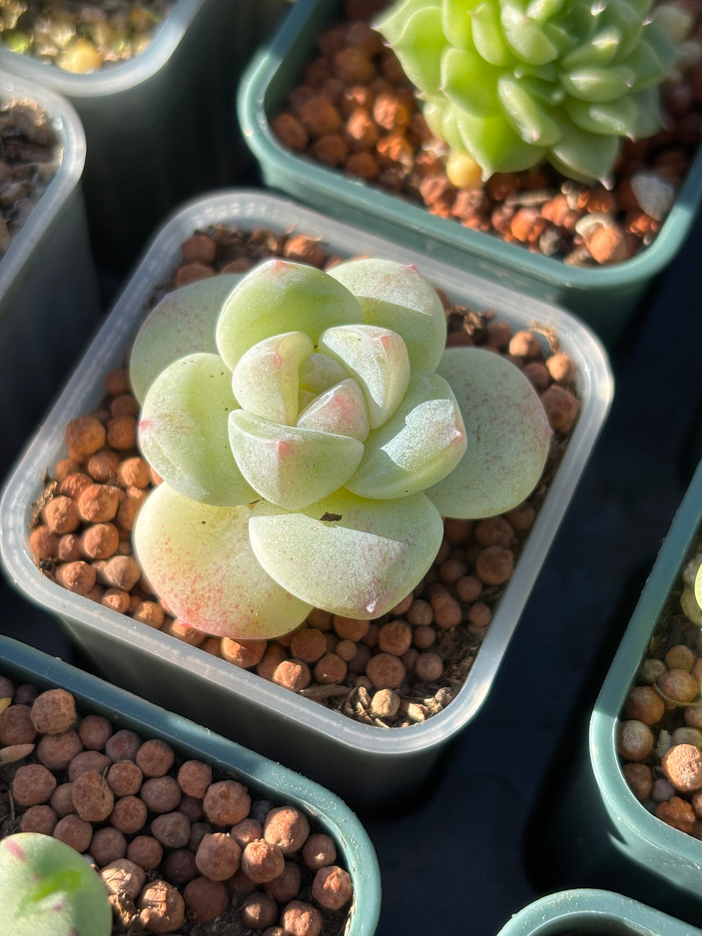 Echeveria 'Ice Green'