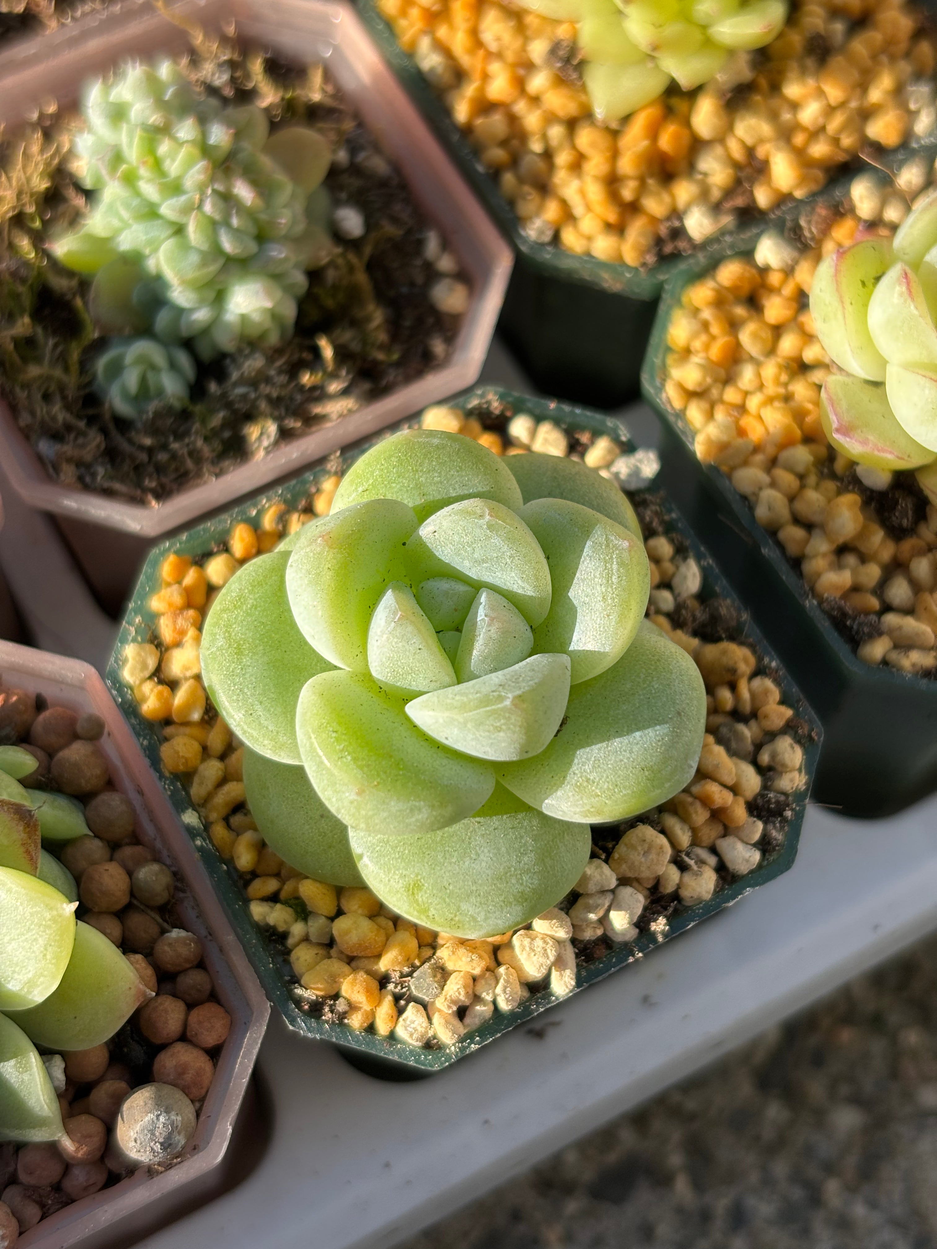 Echeveria 'Ice Green'