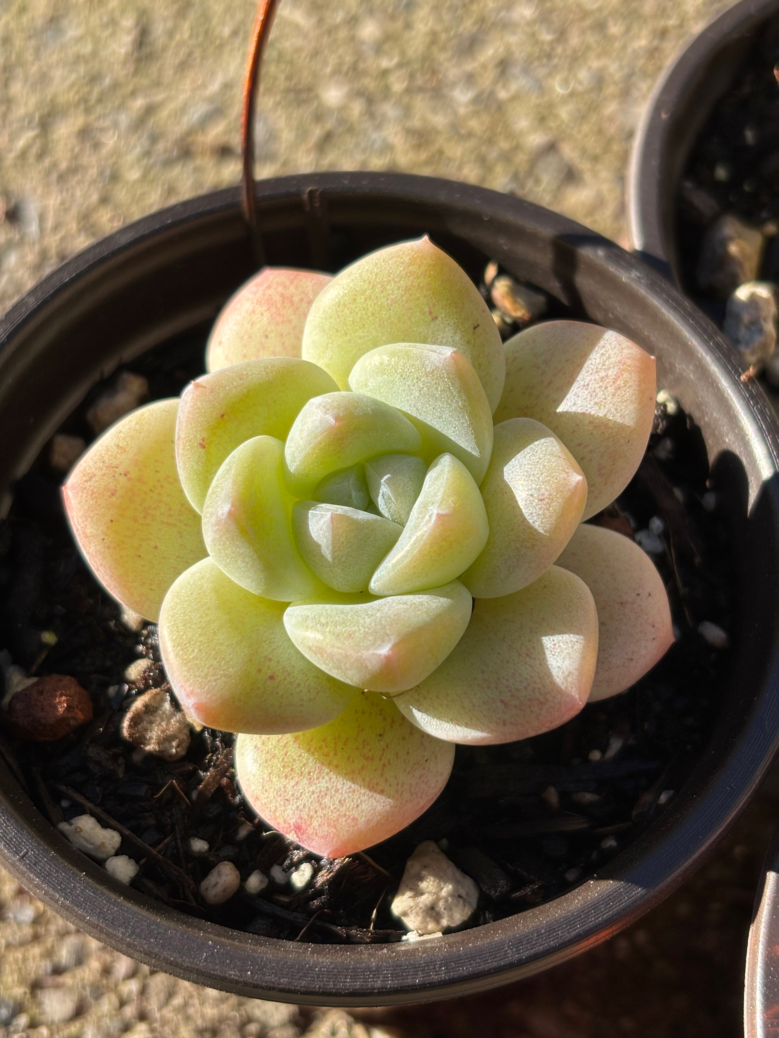 Echeveria 'Ice Green'