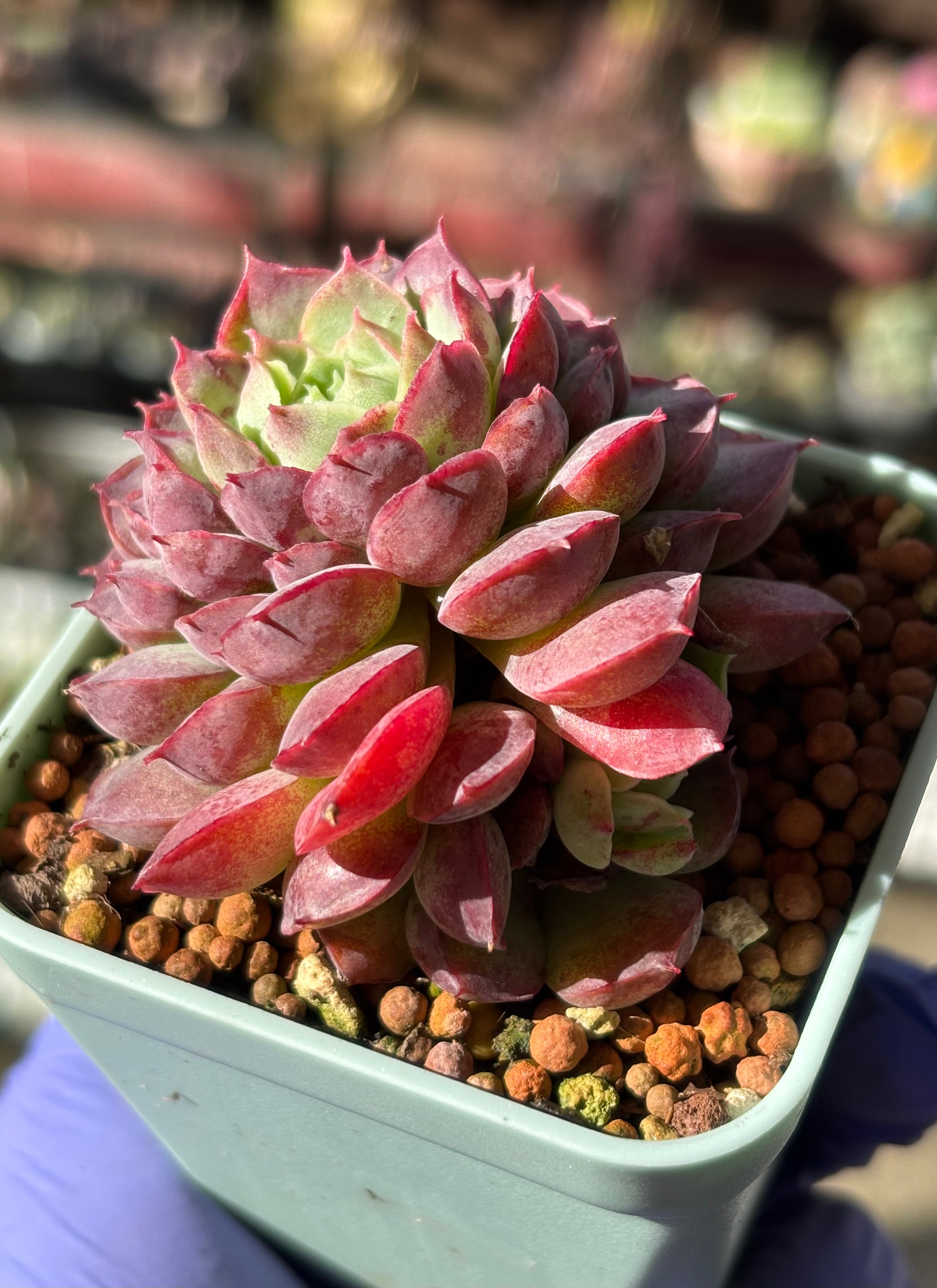 Echeveria 'Red Hole'