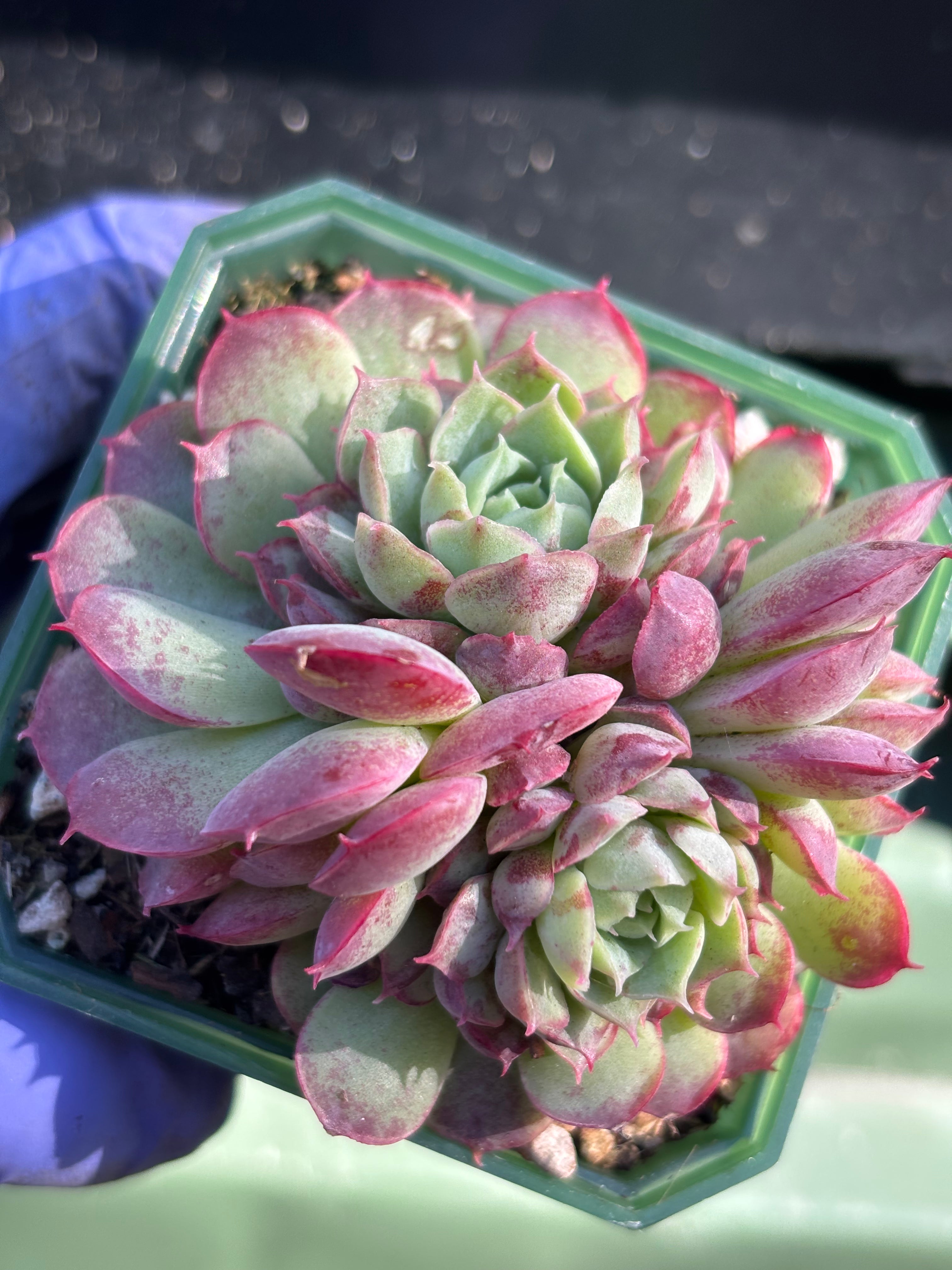 Echeveria 'Red Hole'