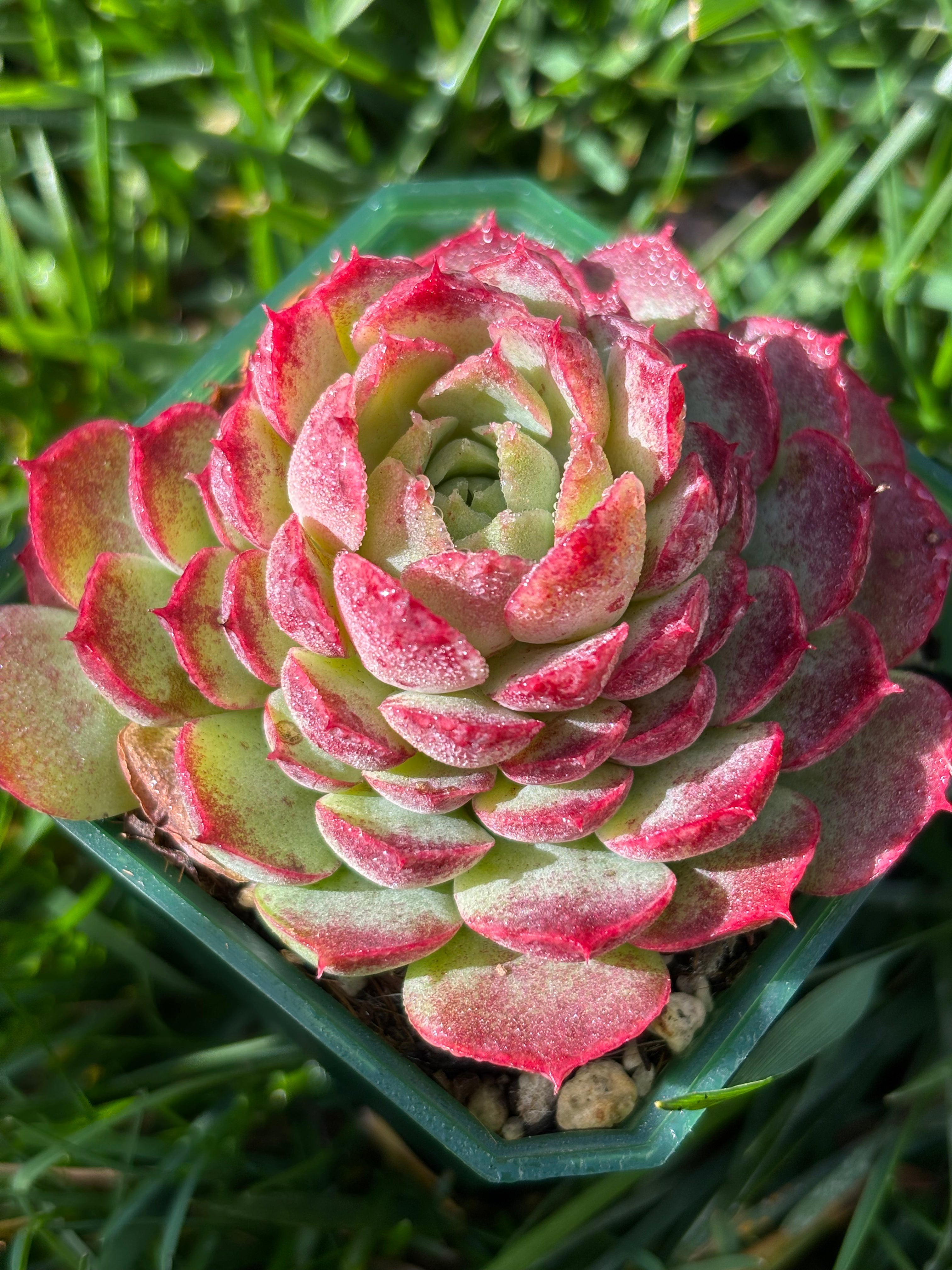 Echeveria 'Red Hole'