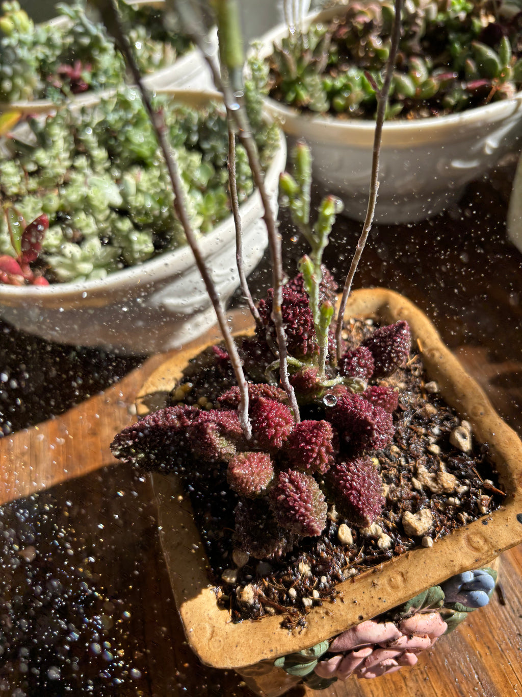 Adromischus marianae v. herrei