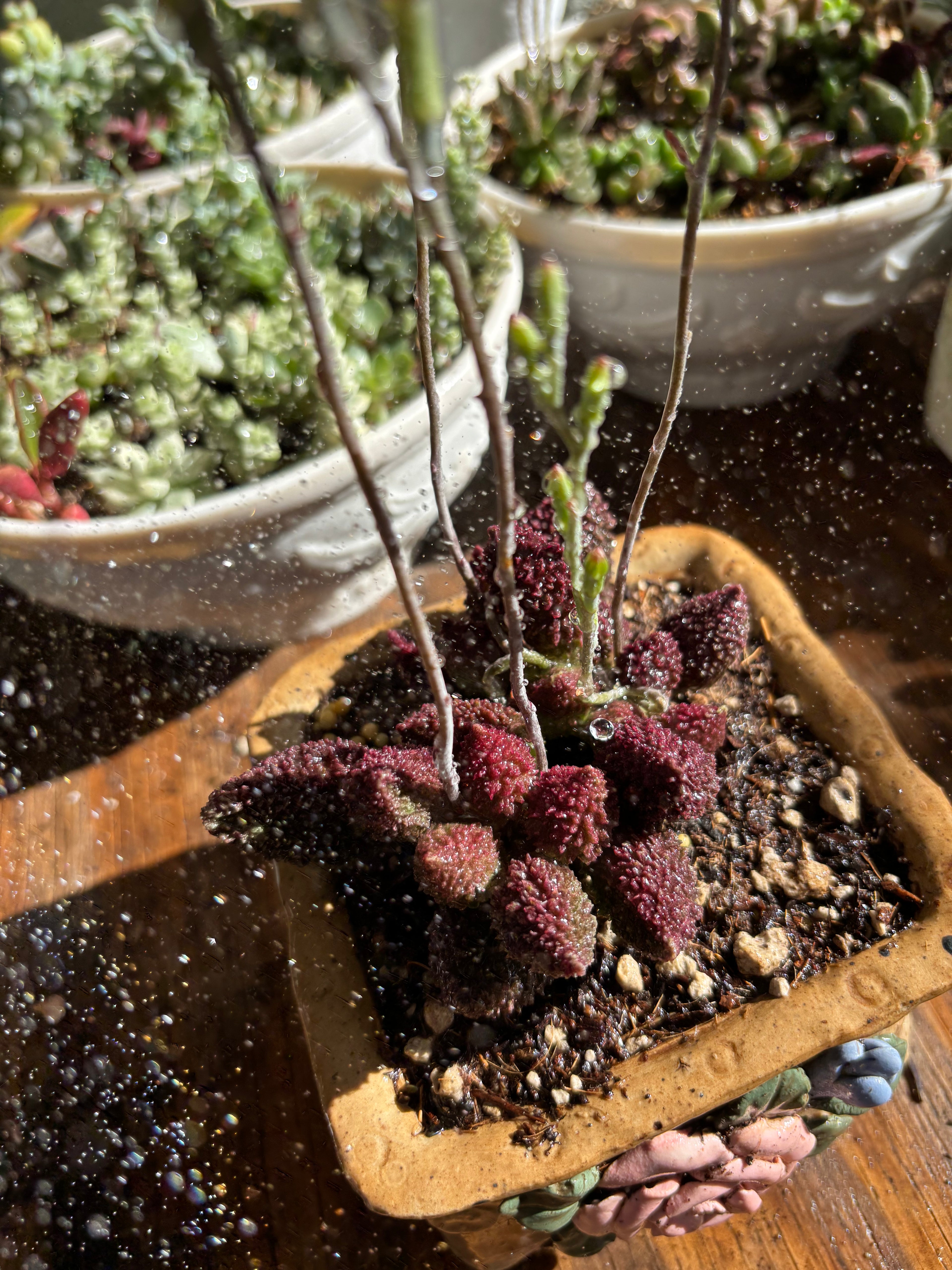 Adromischus marianae v. herrei
