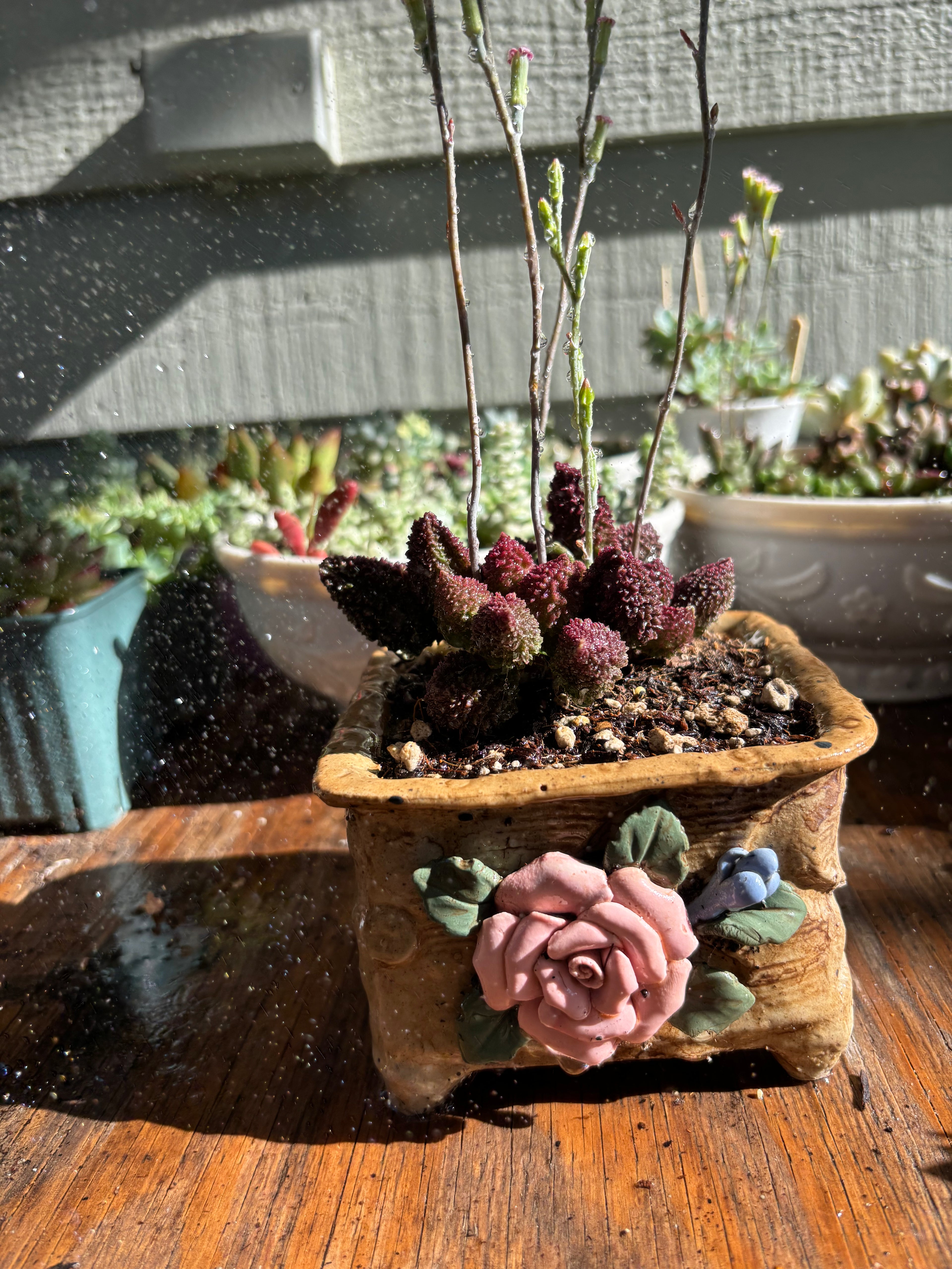 Adromischus marianae v. herrei