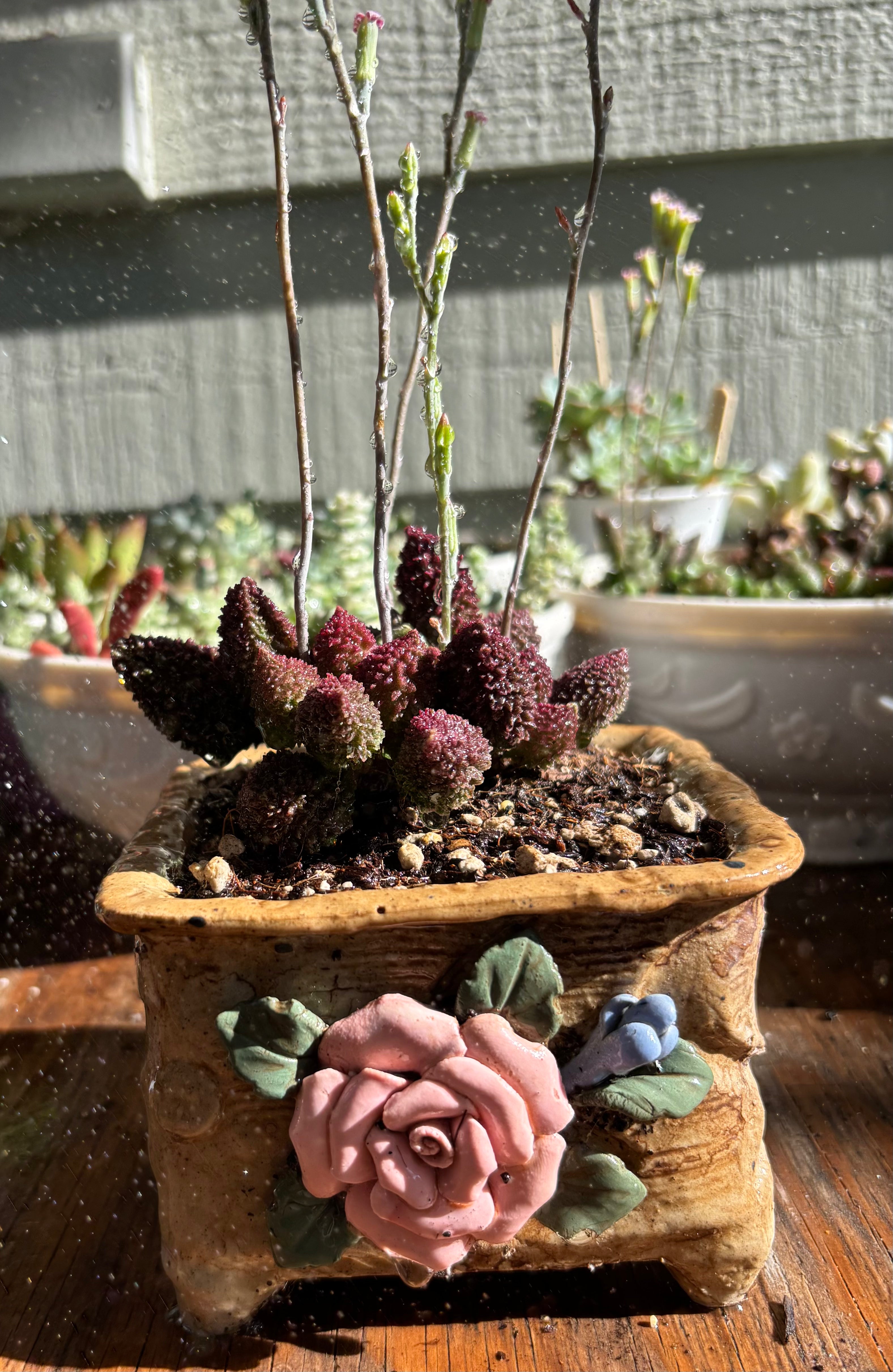 Adromischus marianae v. herrei