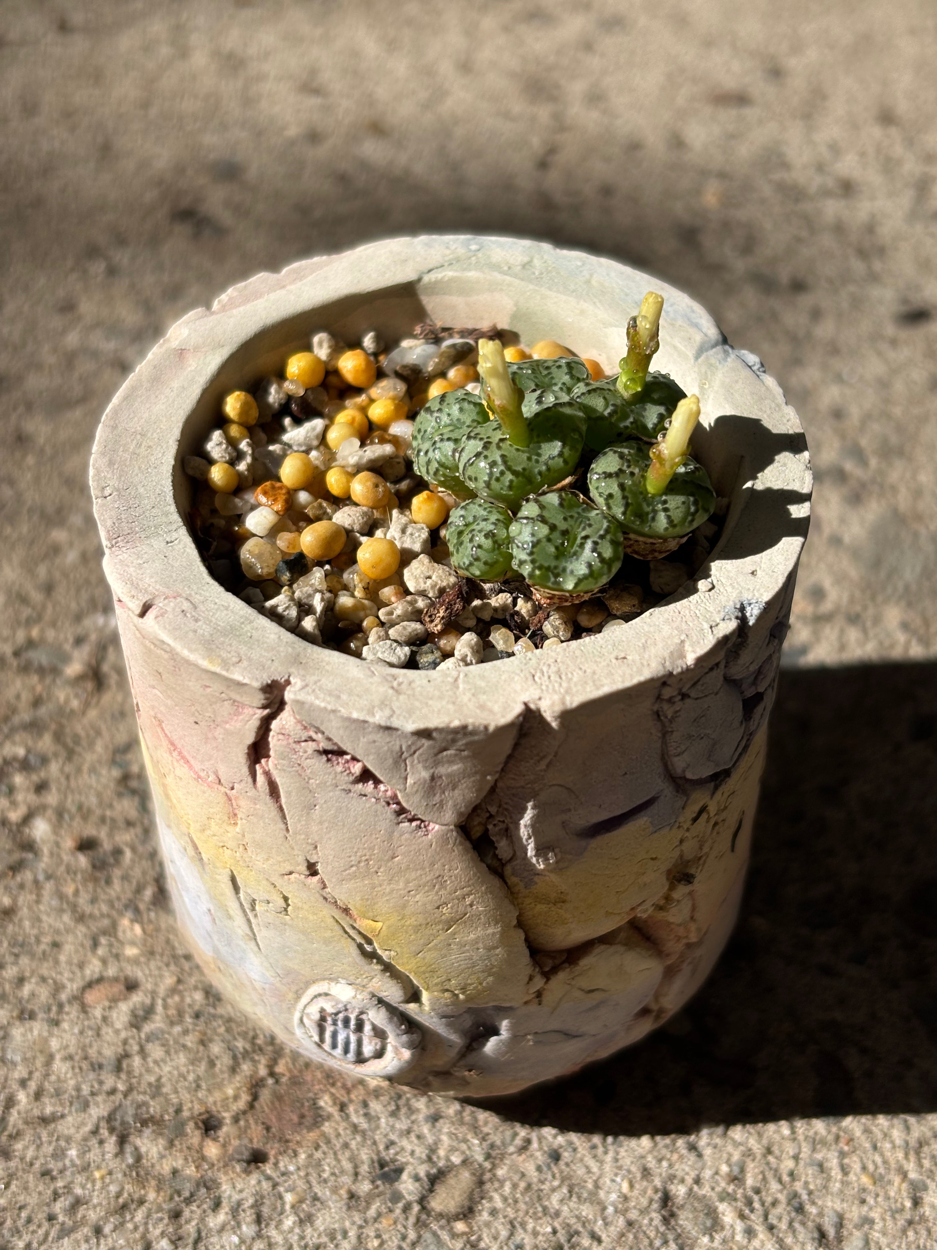 Conophytum pellucidum var. terricolor