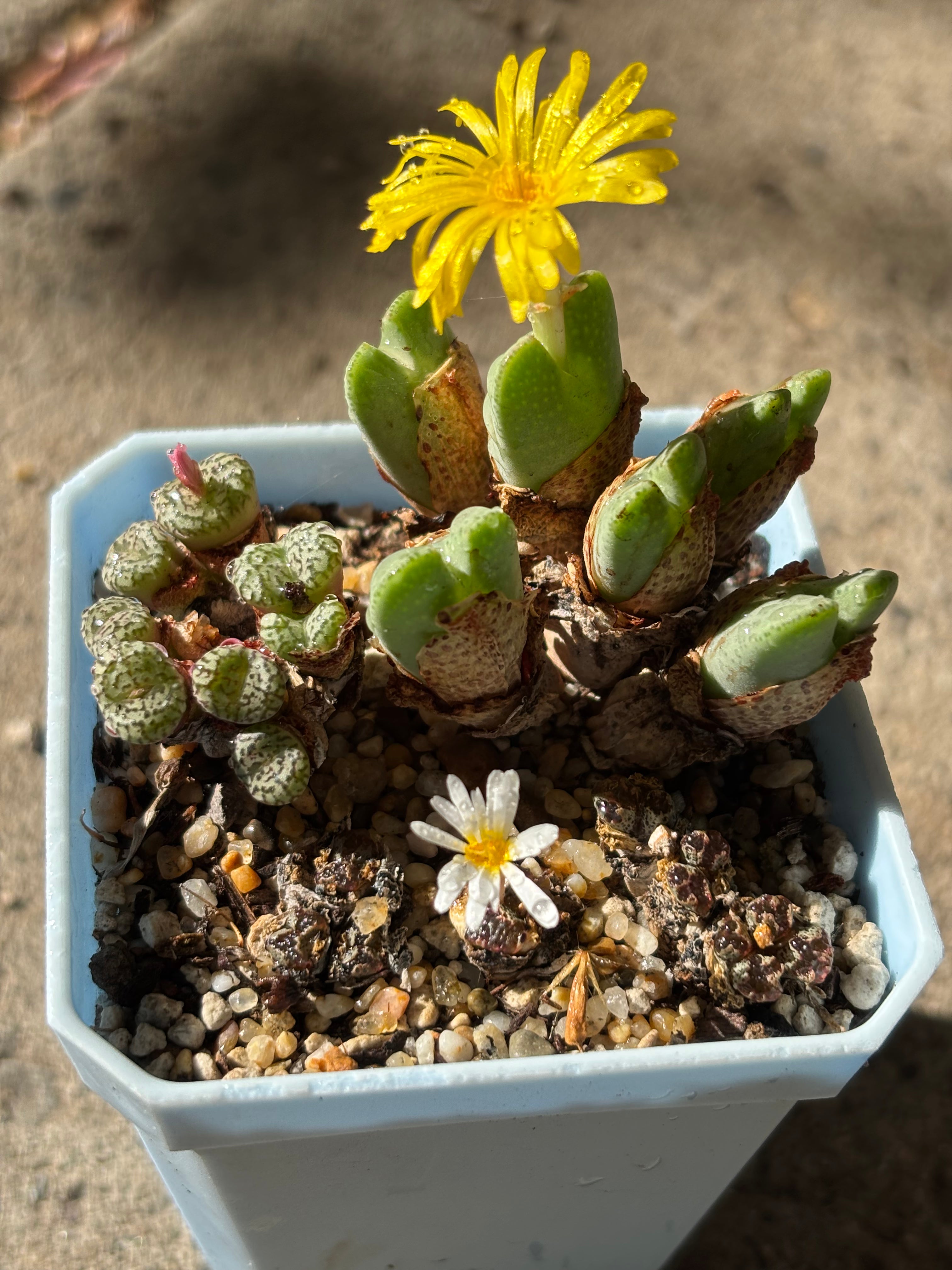 Rare Conophytum Collector’s Mixed Set
