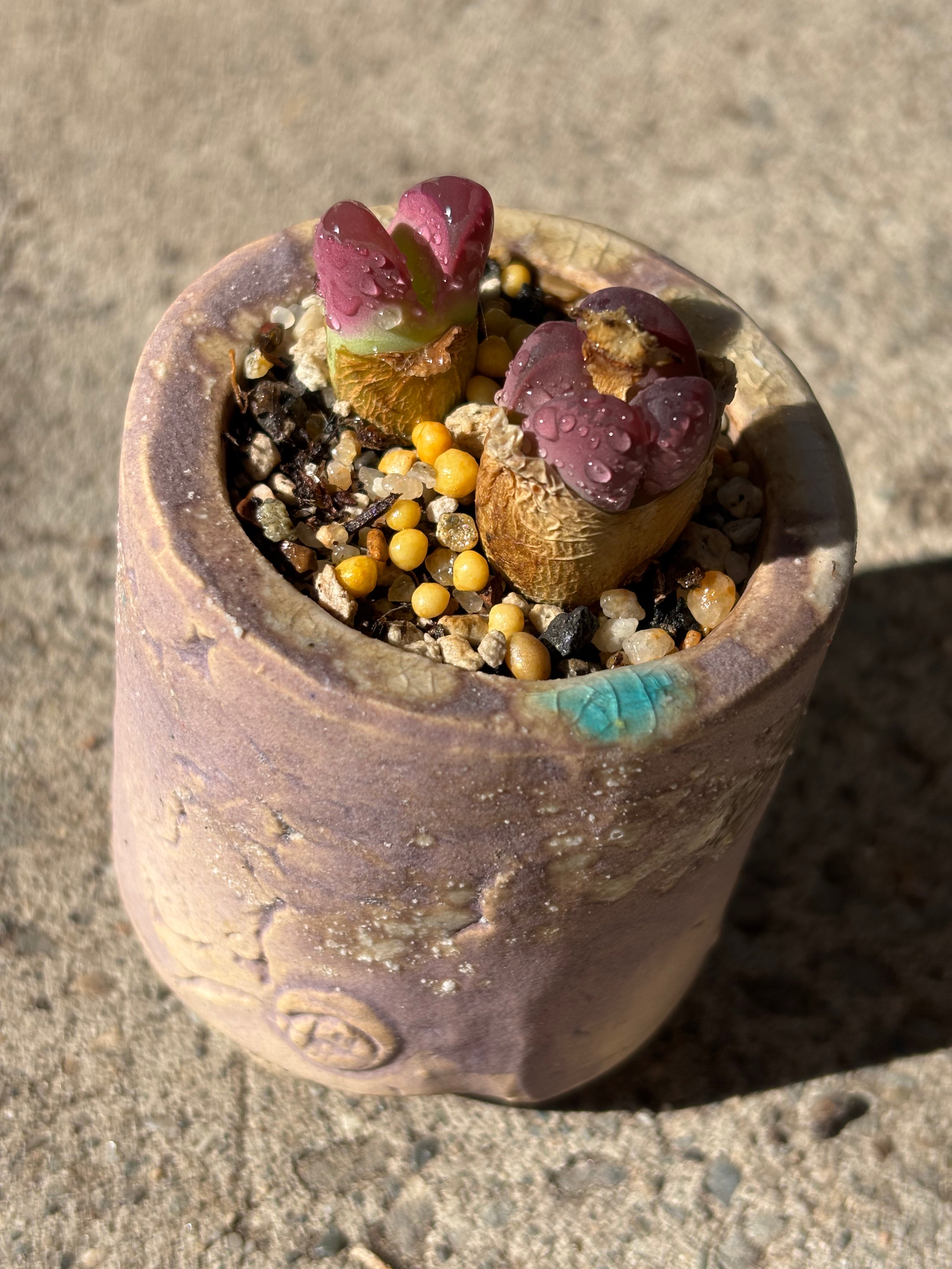 Lithops optica 'Rubra'