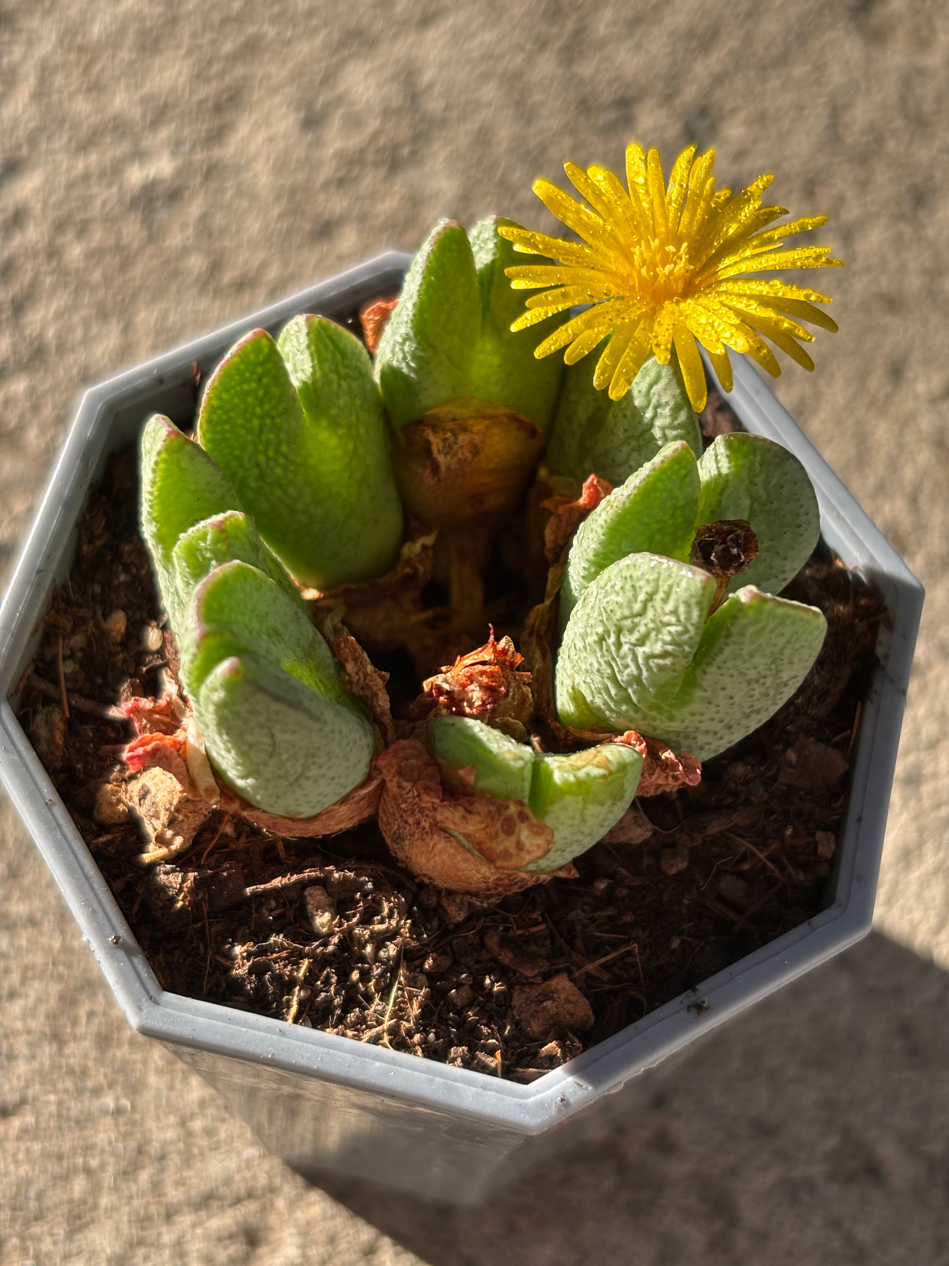 Conophytum bilobum