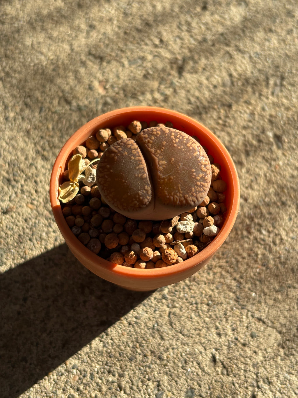 Variety of lithops