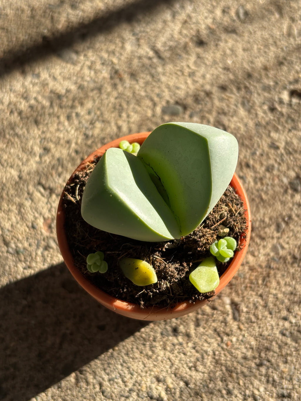 Argyroderma pearsonii