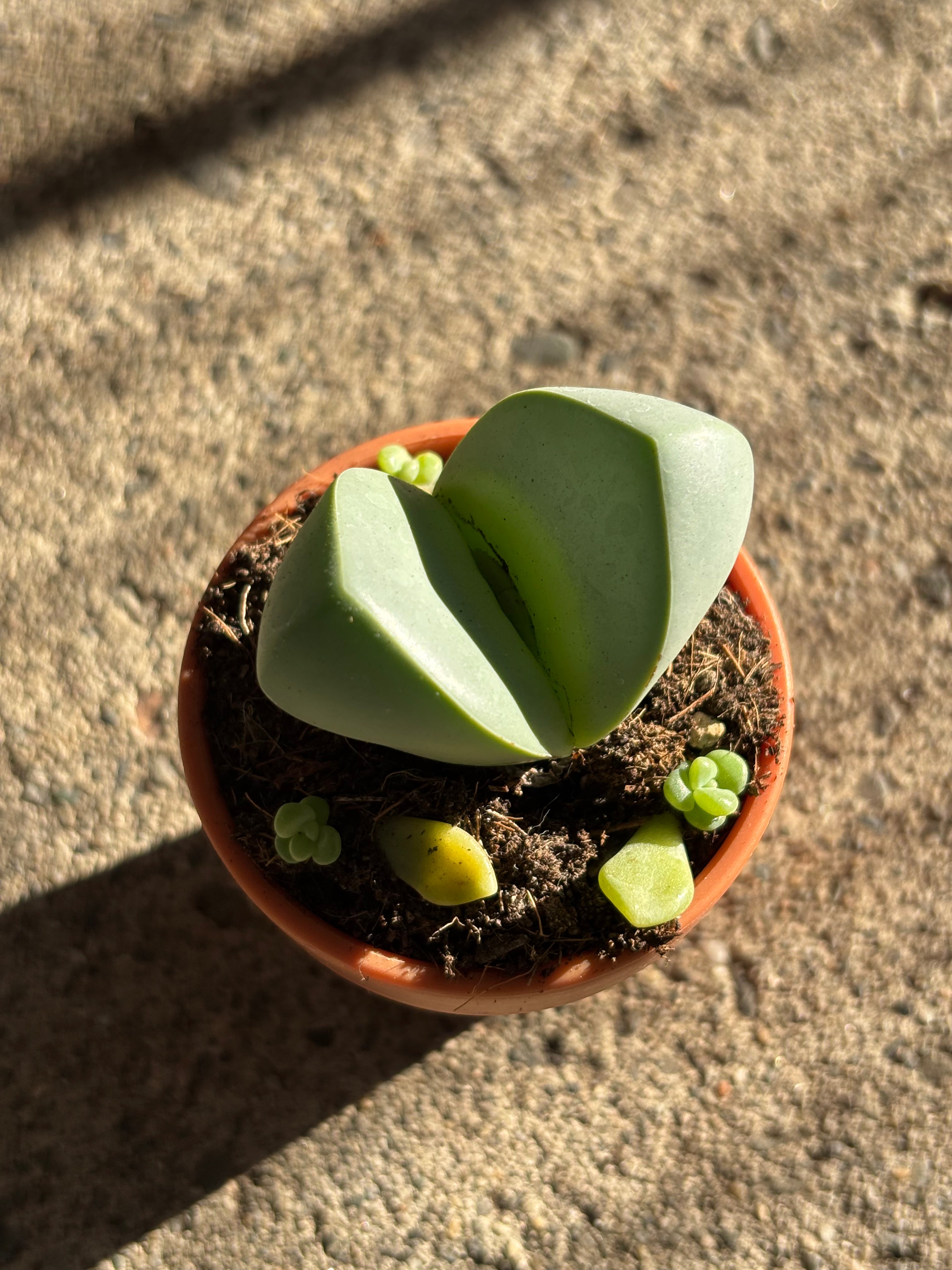 Argyroderma pearsonii