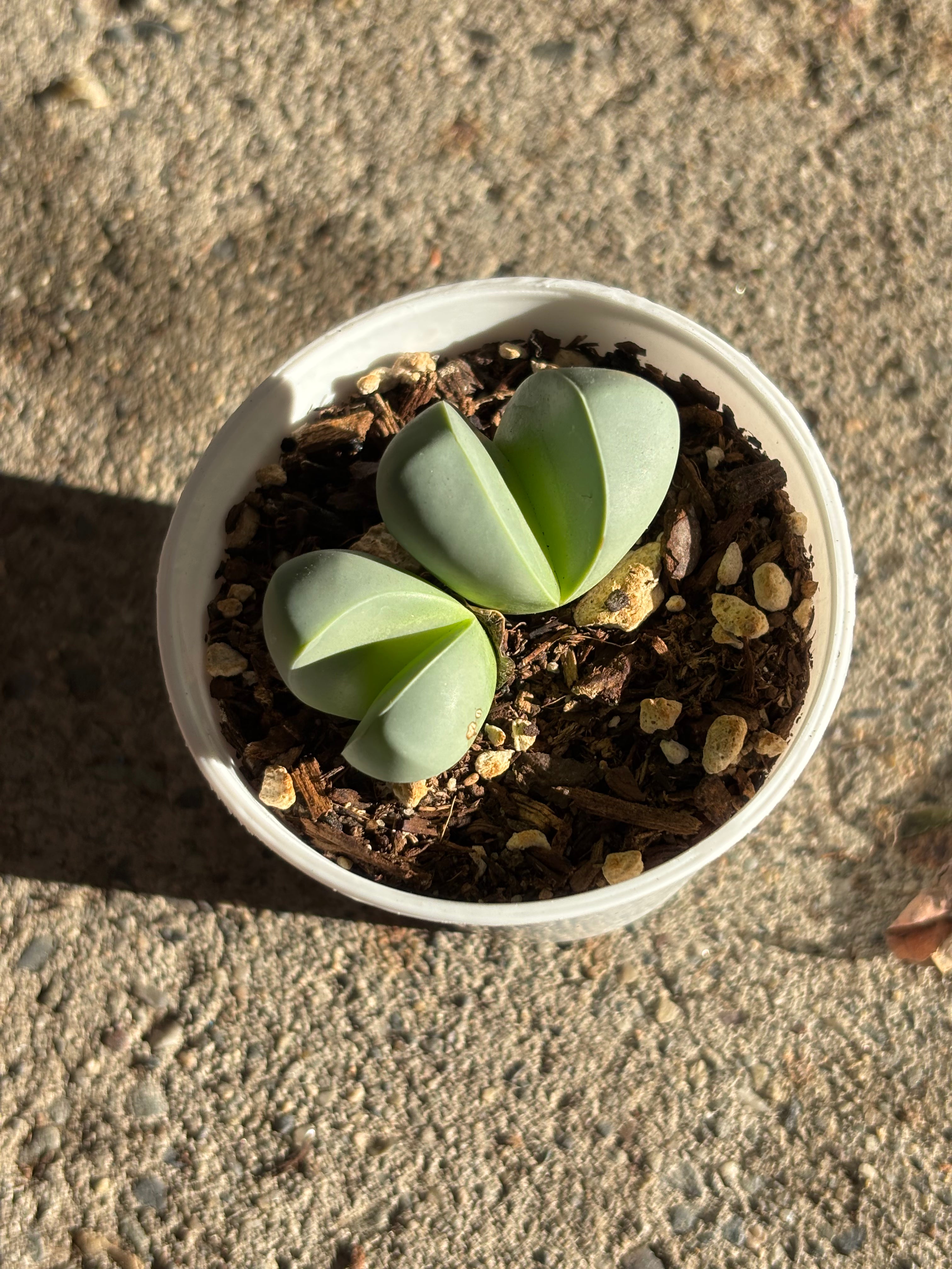 Argyroderma pearsonii