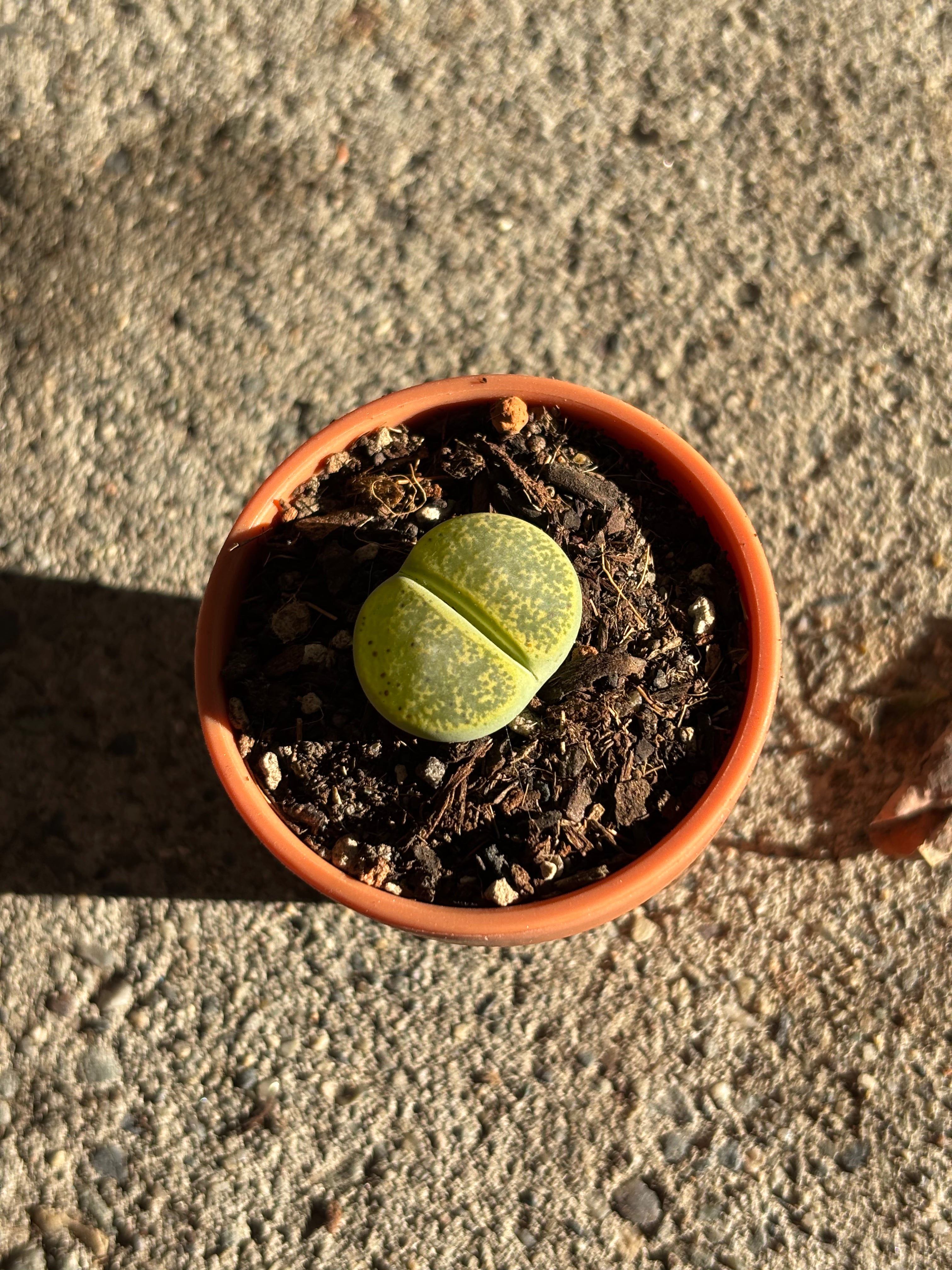 Variety of lithops
