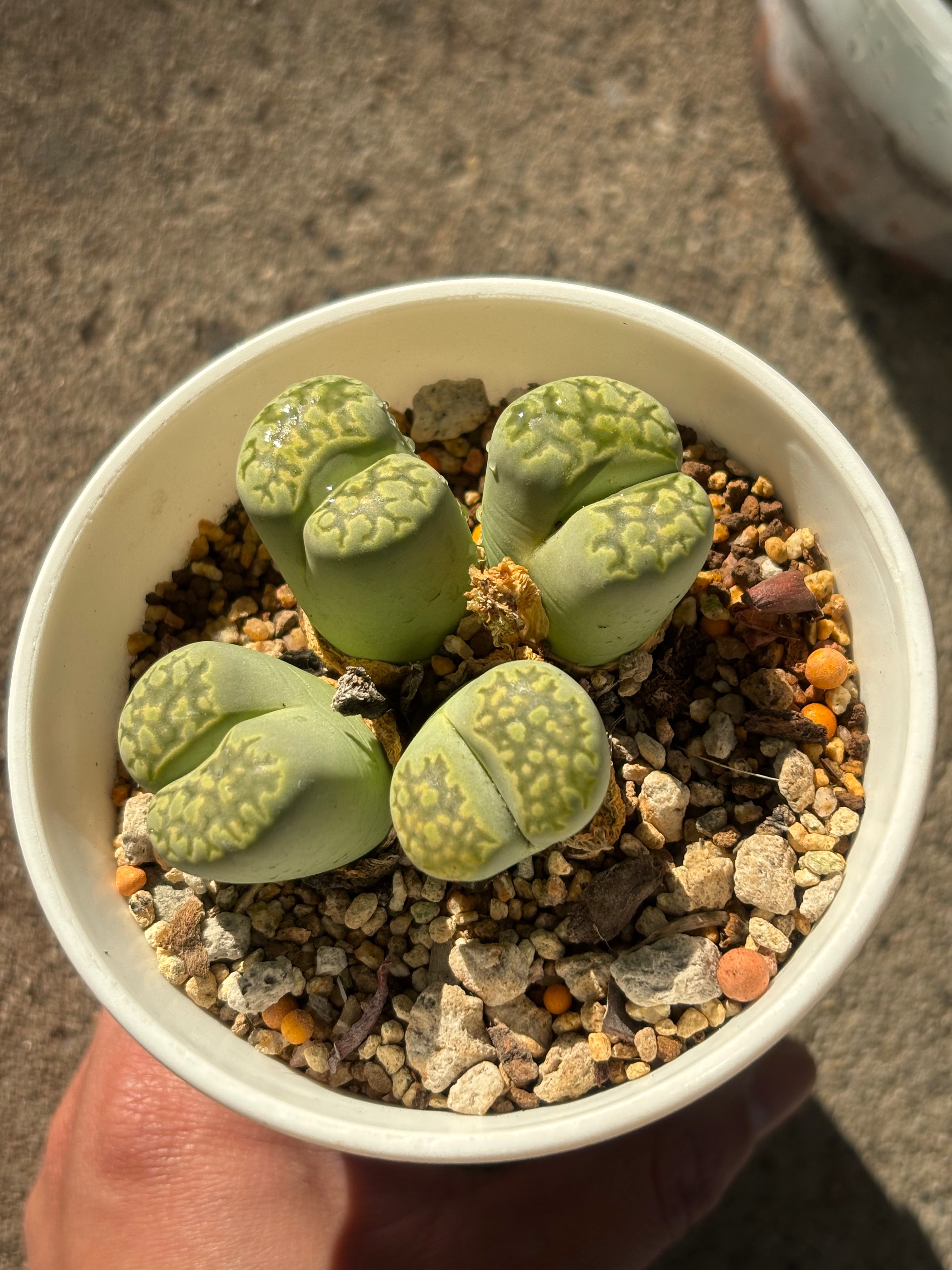 Lithops salicola