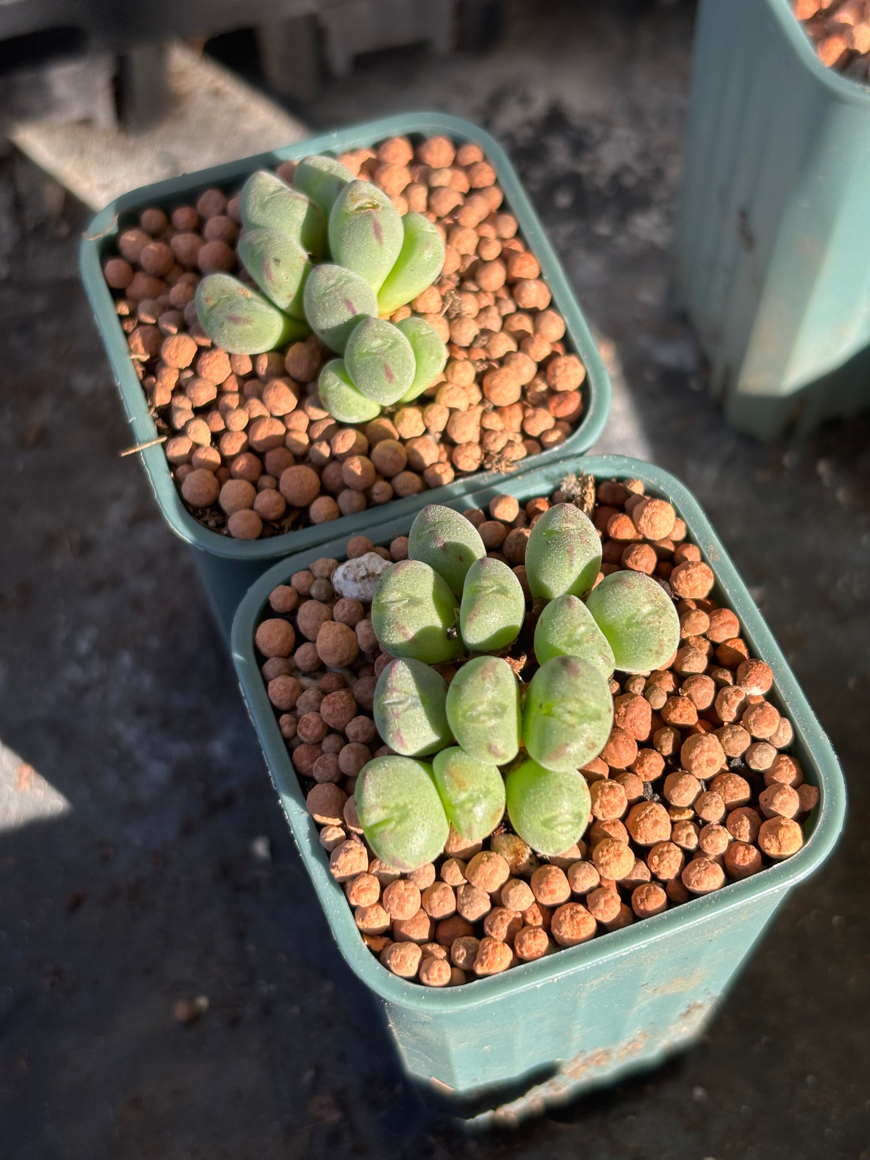Conophytum luiseae