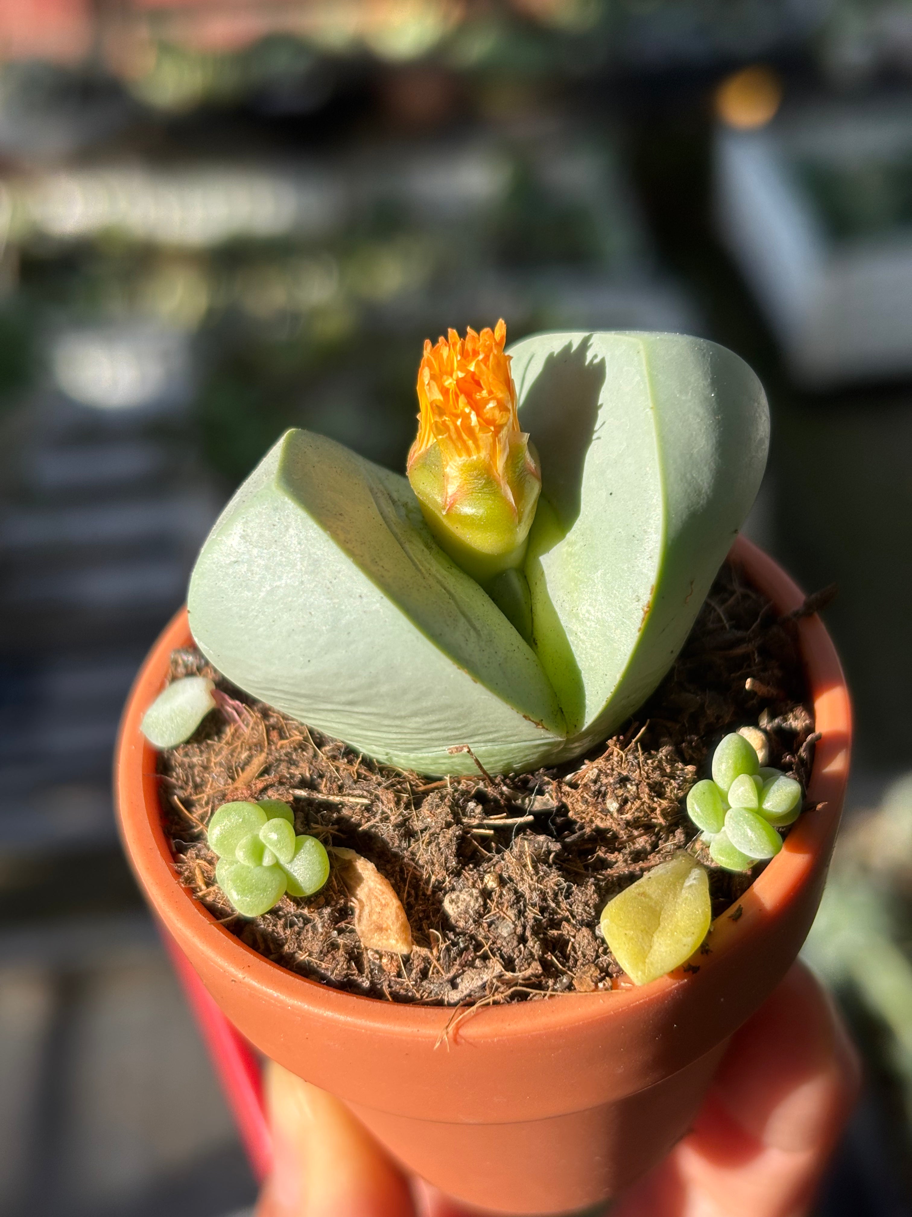 Argyroderma pearsonii