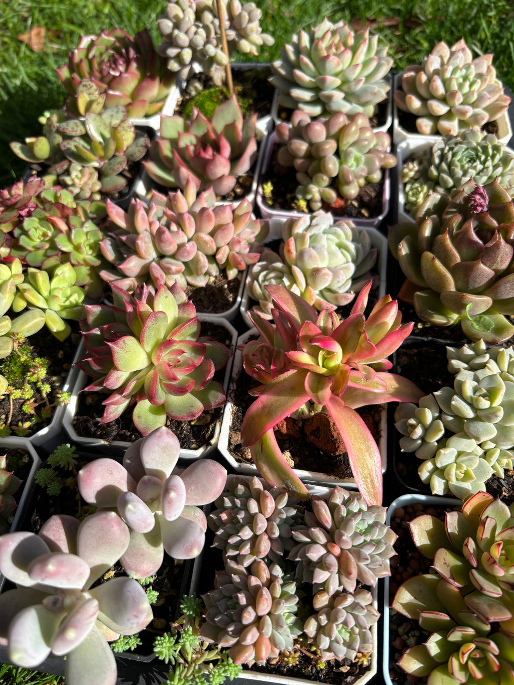 Variety Succulents – Exact Plant You’ll Receive (part1)