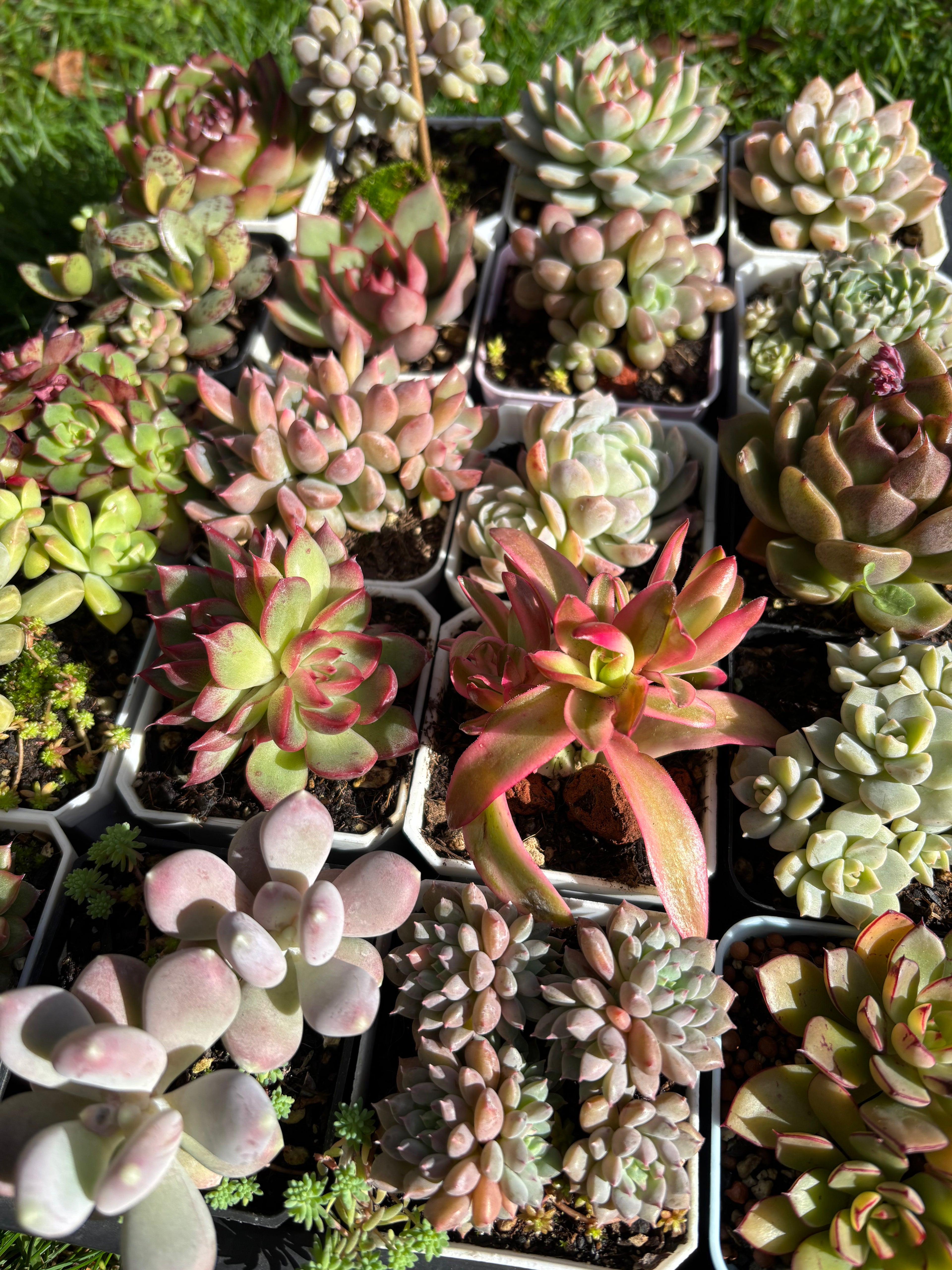 Variety Succulents – Exact Plant You’ll Receive (part1)
