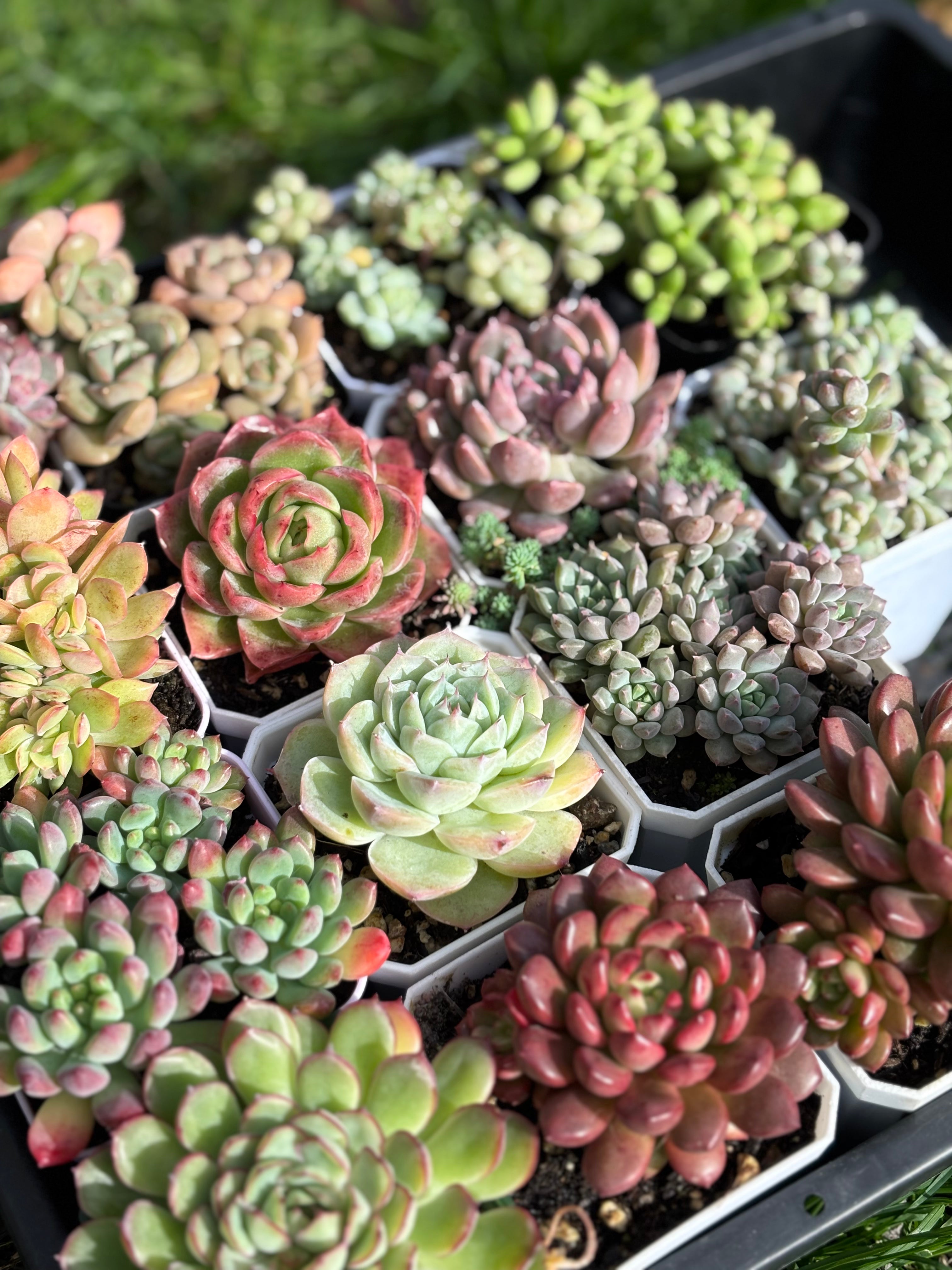 Variety Succulents 2.8" – Exact Plant You’ll Receive (part2)