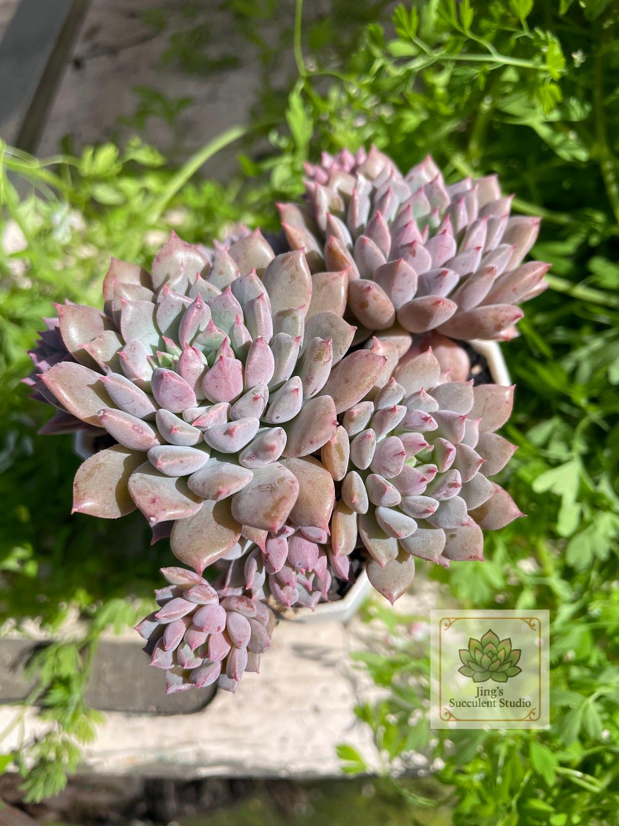 Echeveria 'Chrissy N ryan'