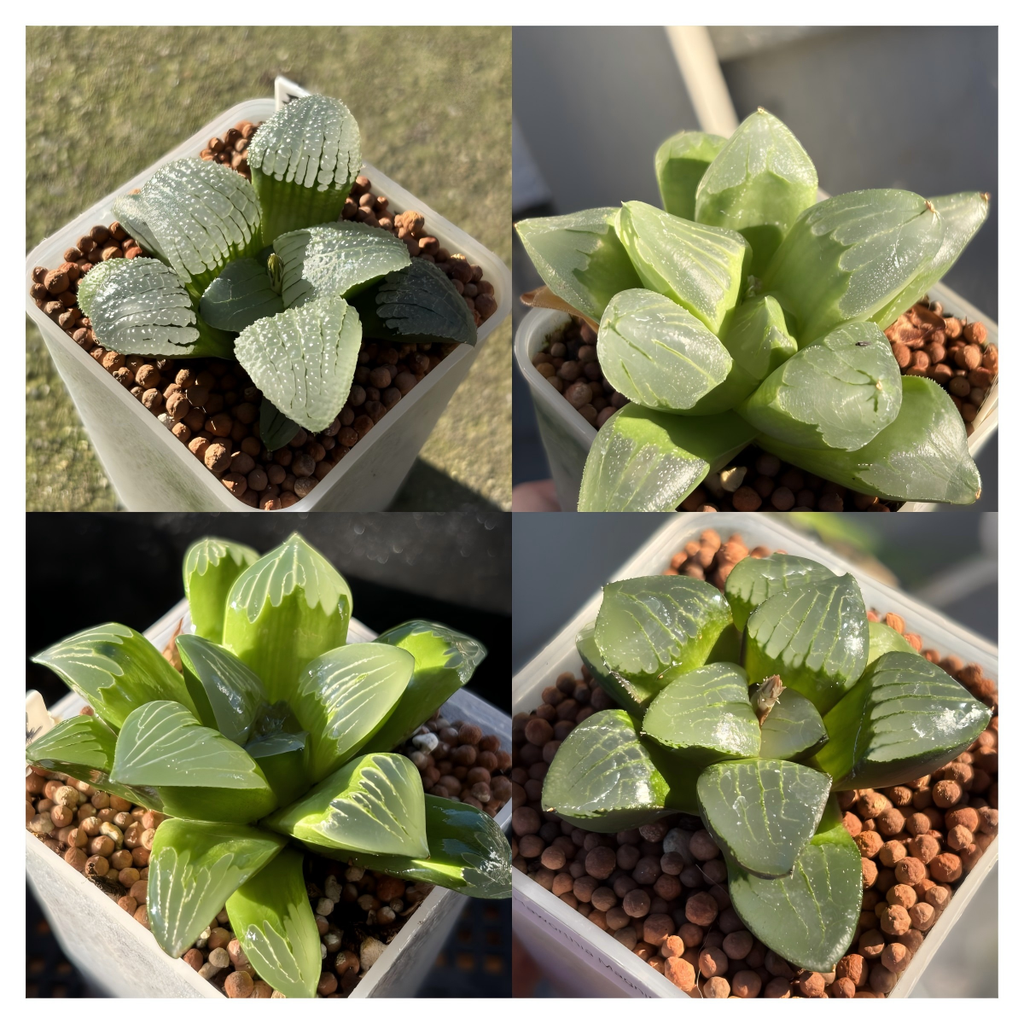 Haworthia Emlyae series (2)