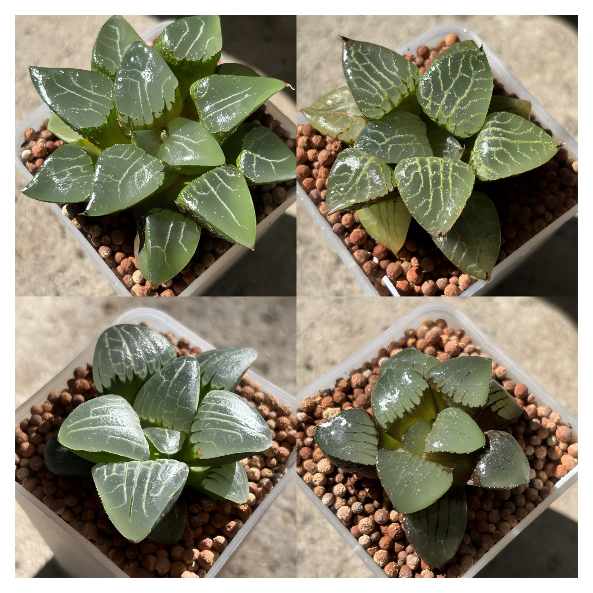 Haworthia Emlyae series (1)