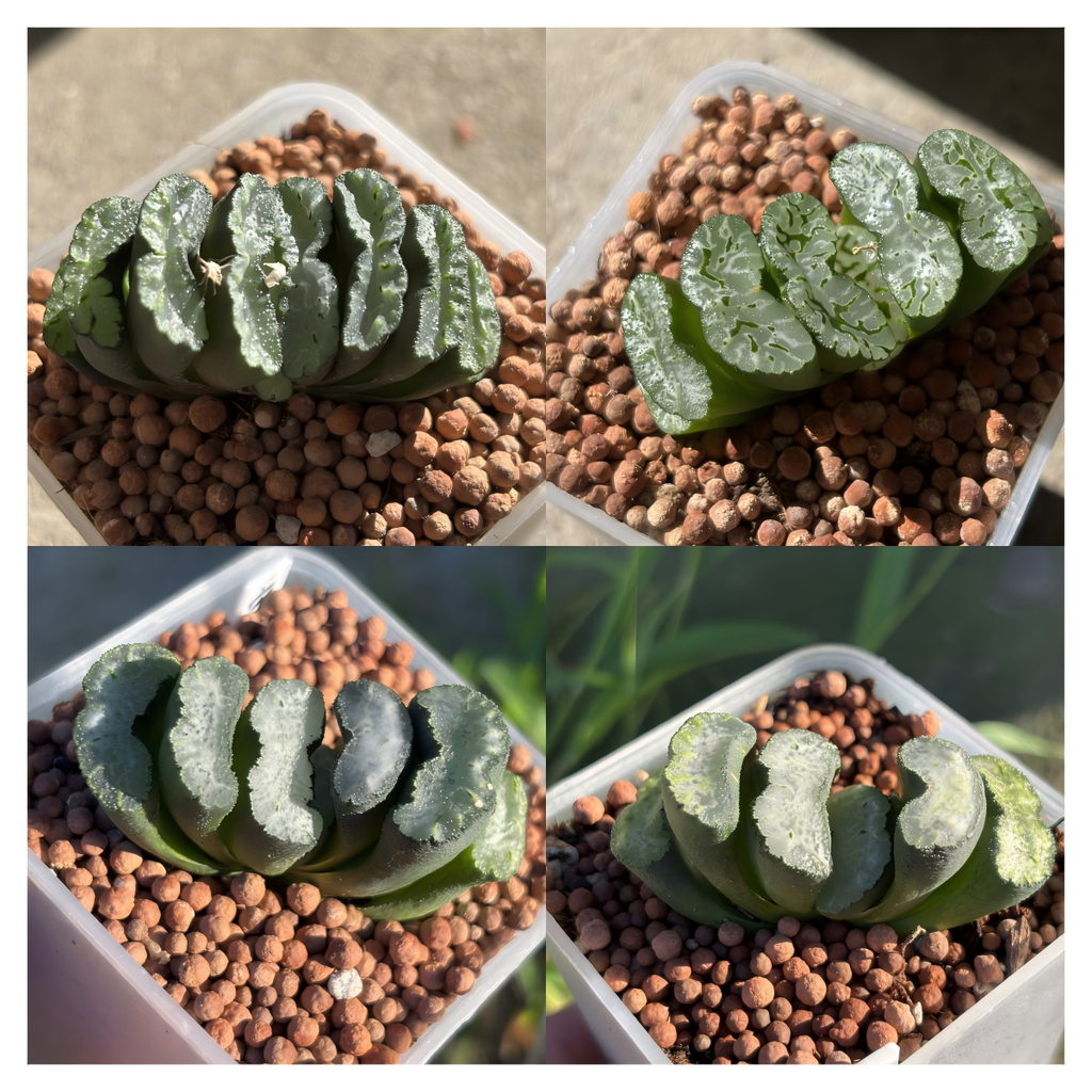 Haworthia Truncata Gu Hime