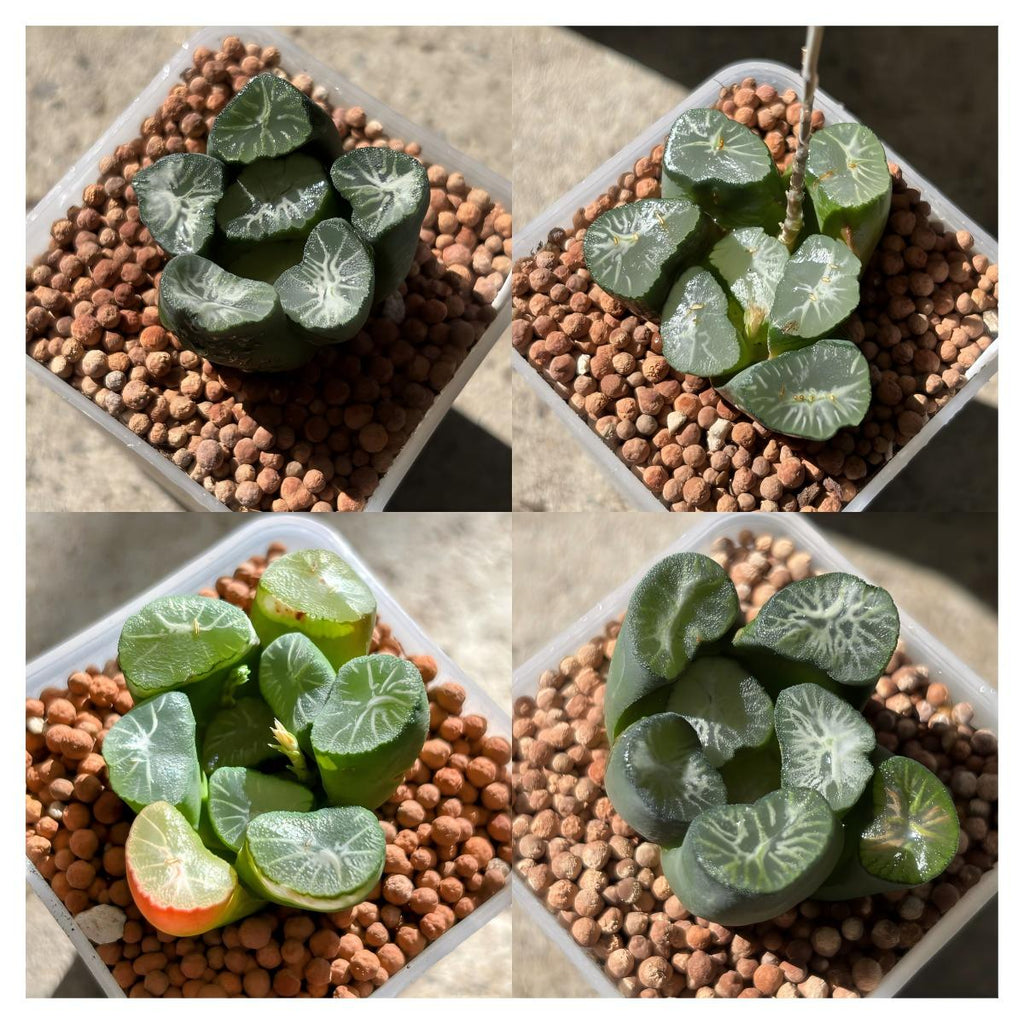 Haworthia Maughanii ‘Shirotae’