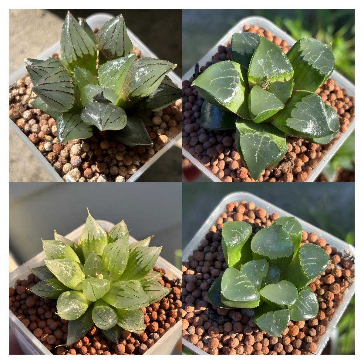 Haworthia Retusa-type